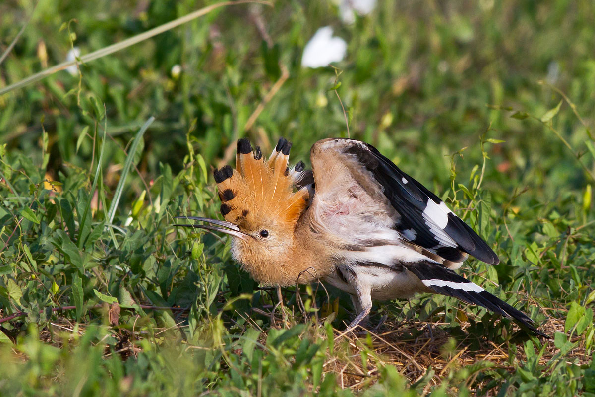 Hoopoe