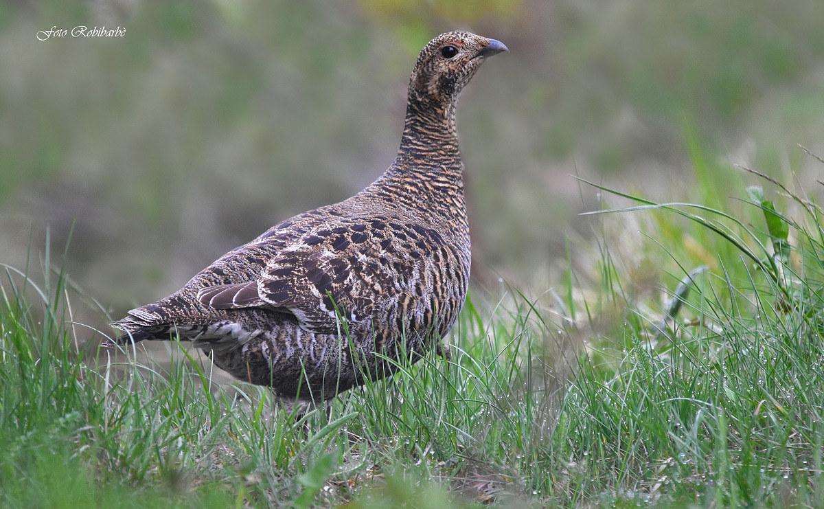 Pheasant of mountain ...