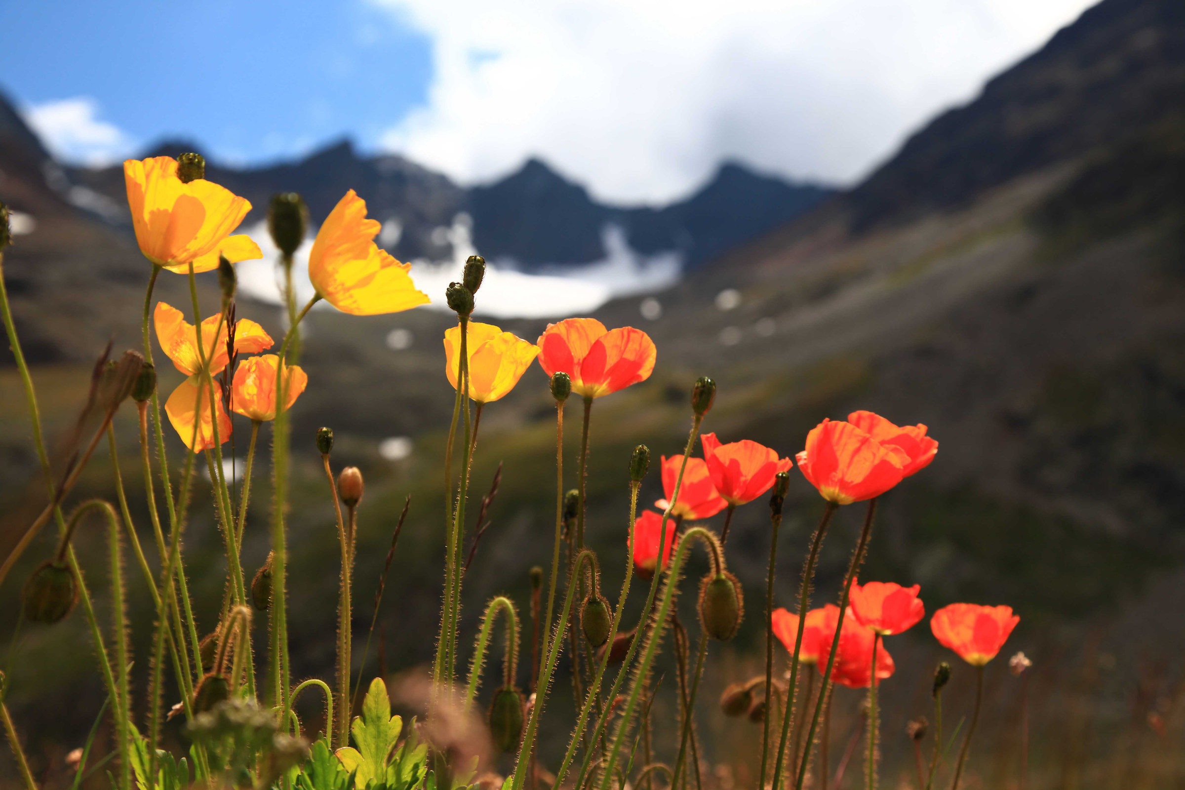 Poppies on the floor