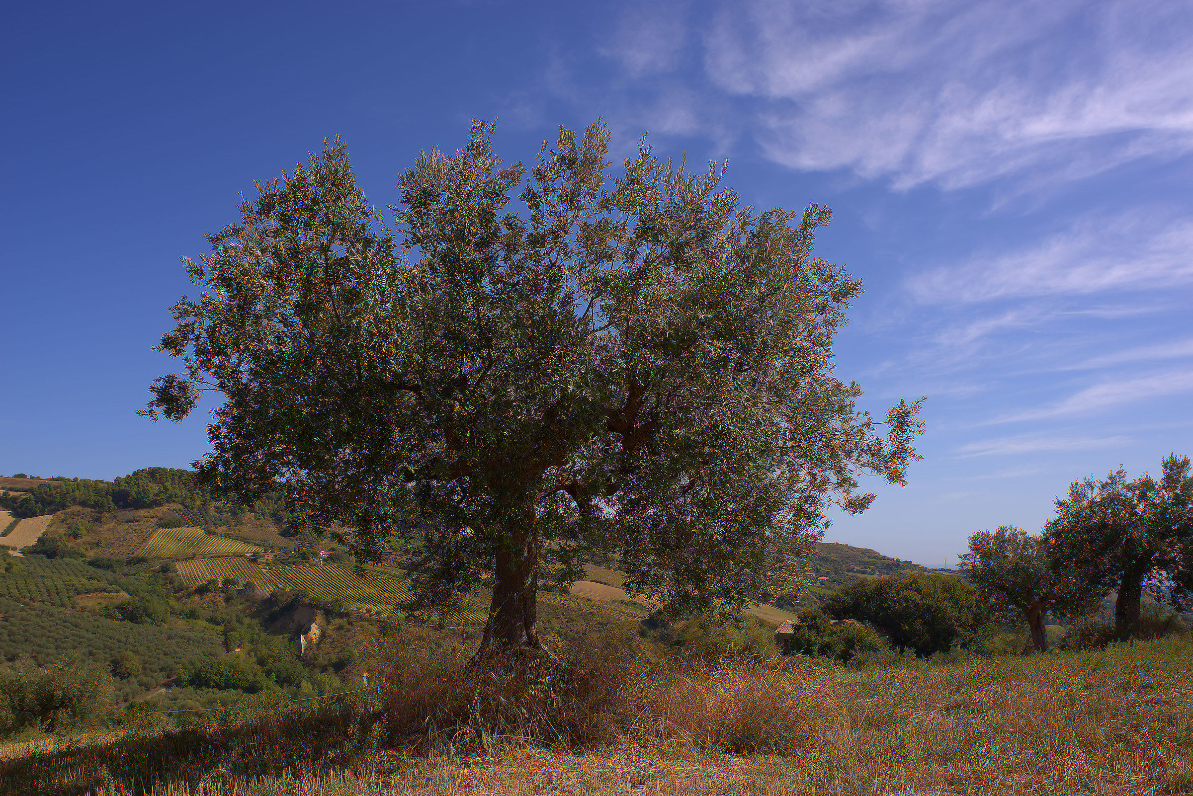 Campagna marchigiana