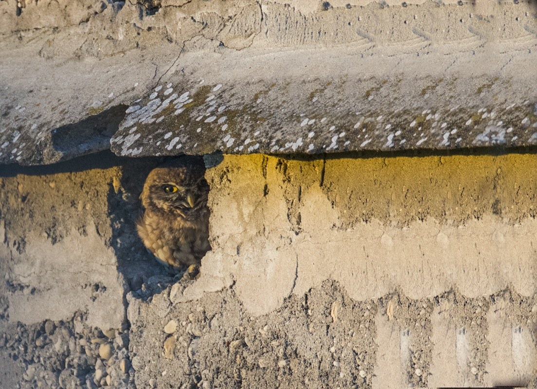 Owl at sunset at the nest