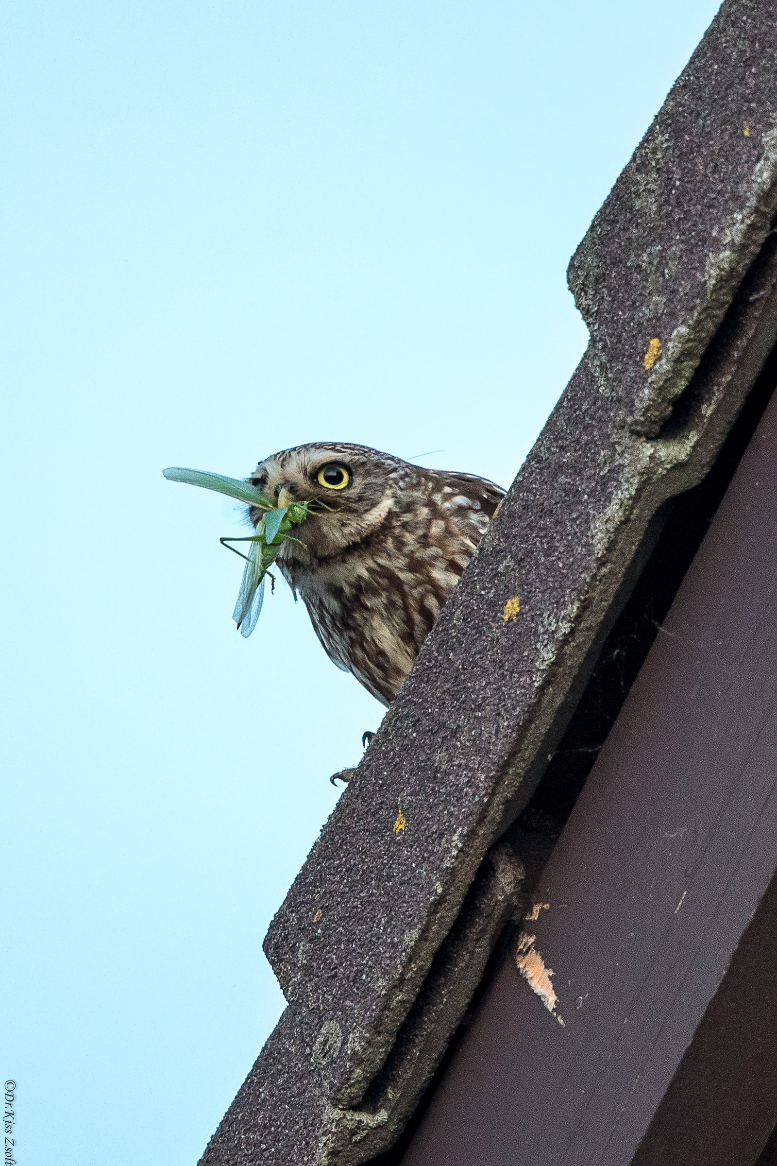Piccolo civetta che cattura un grande verde Bush-Cricket