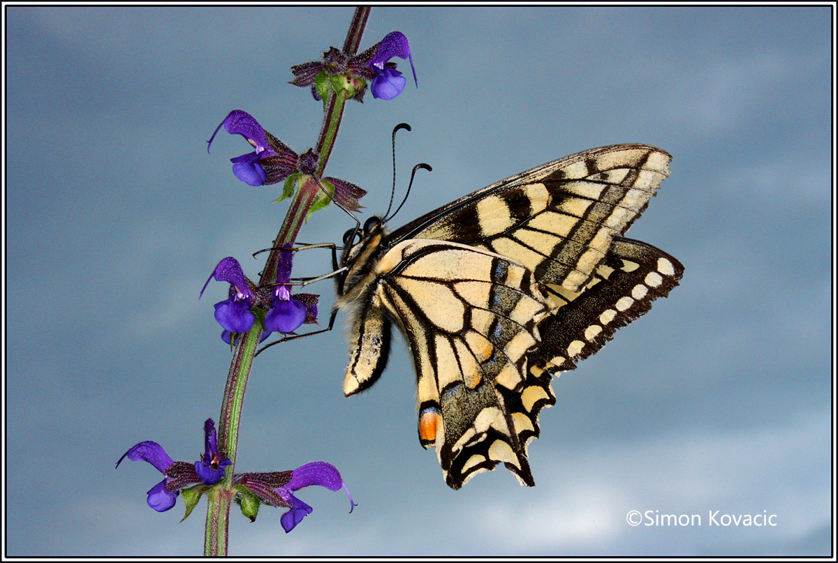 Papilio machaon