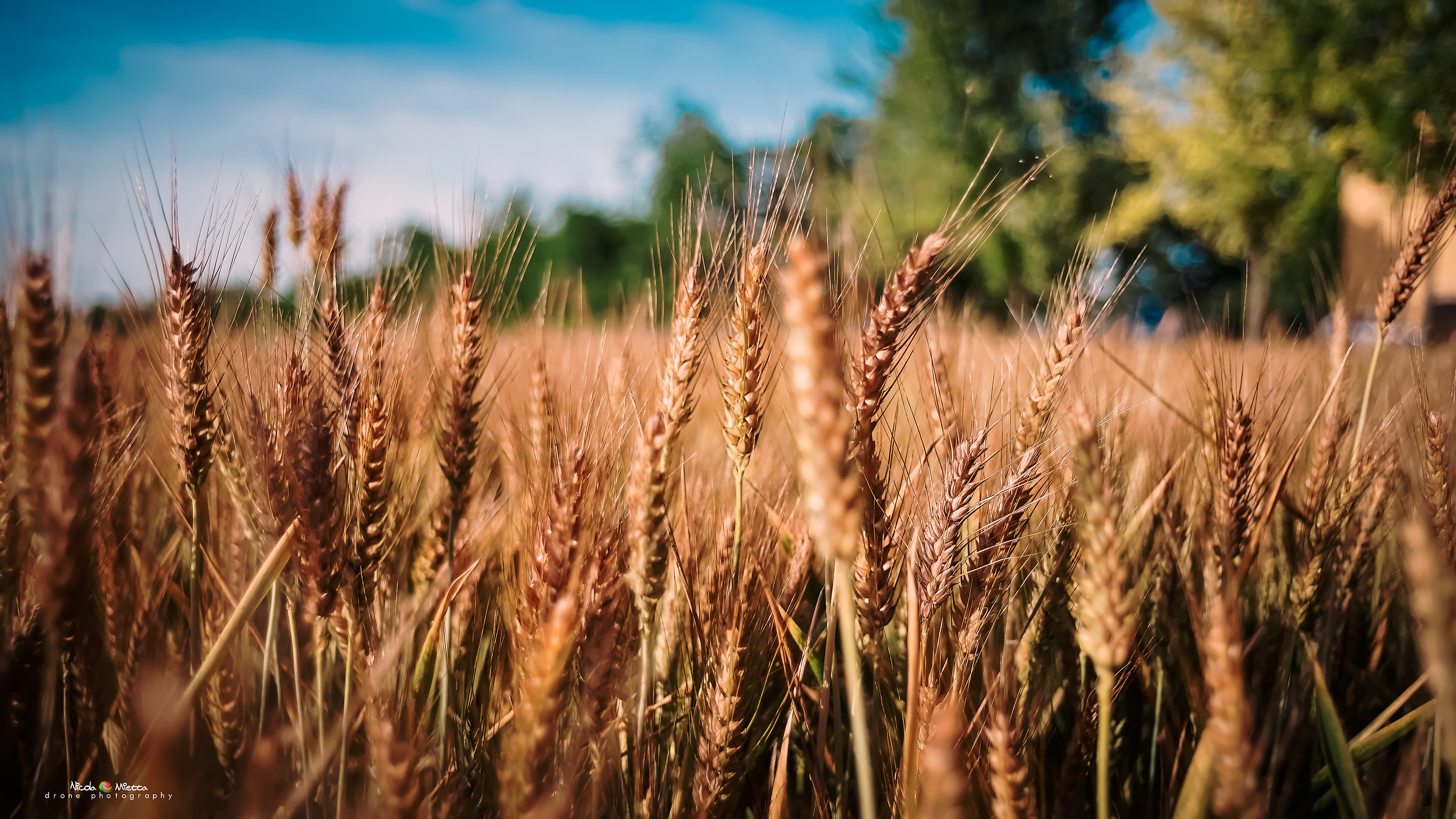 Field of Wheat
