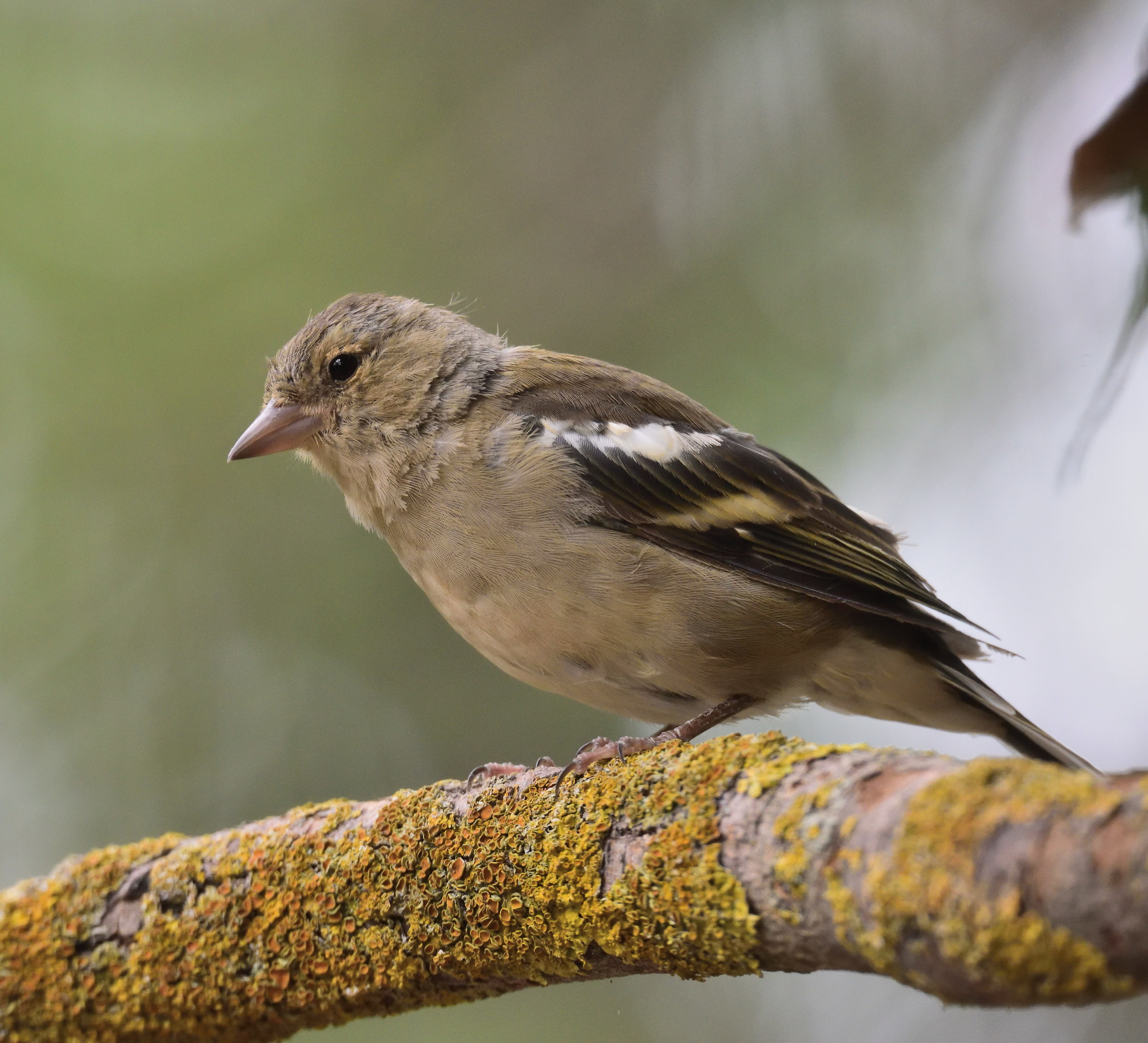 finch