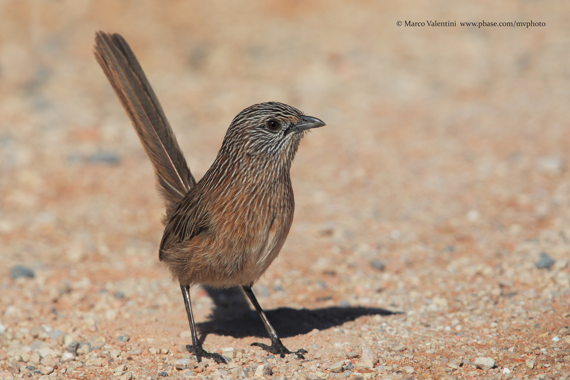 Western grasswren