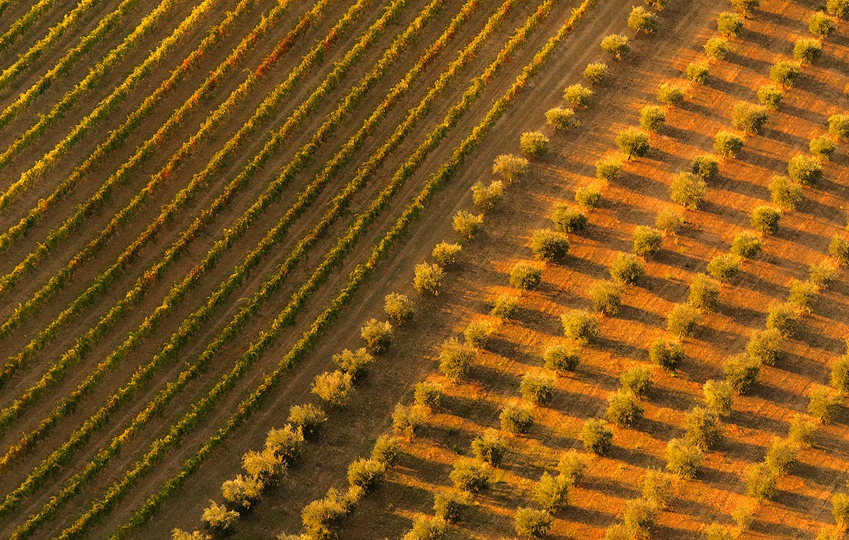 Vino , olio  e tanto amore.