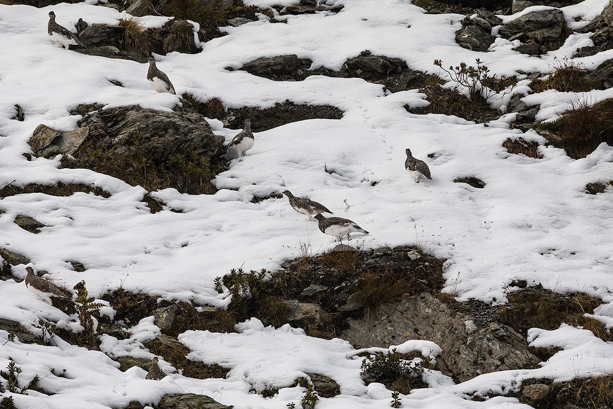 Covata di Pernici Bianche
