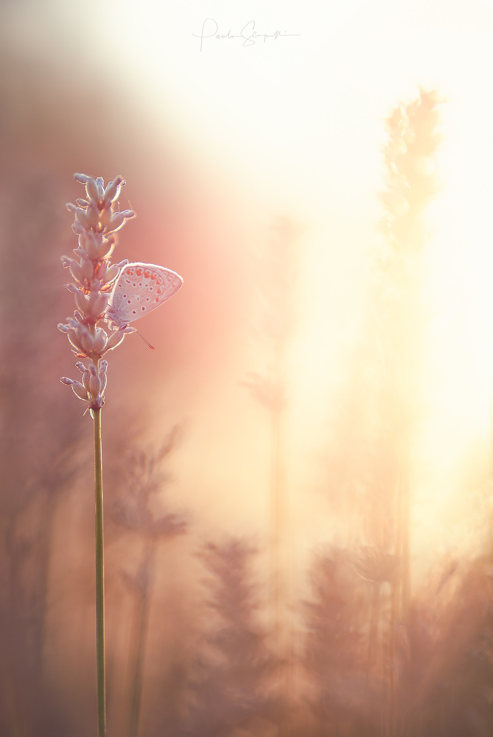 The sunset of Adonis