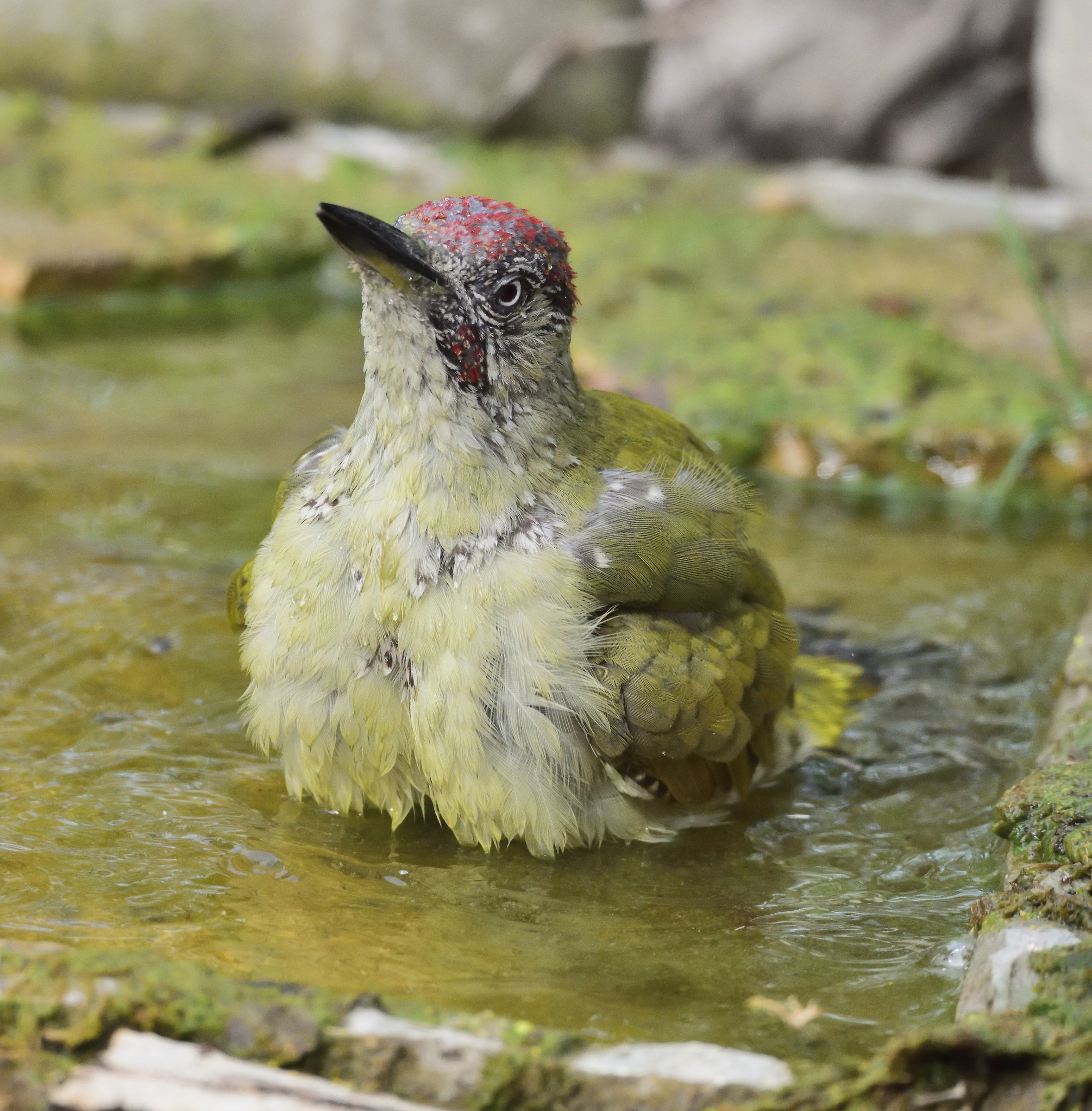 green woodpecker