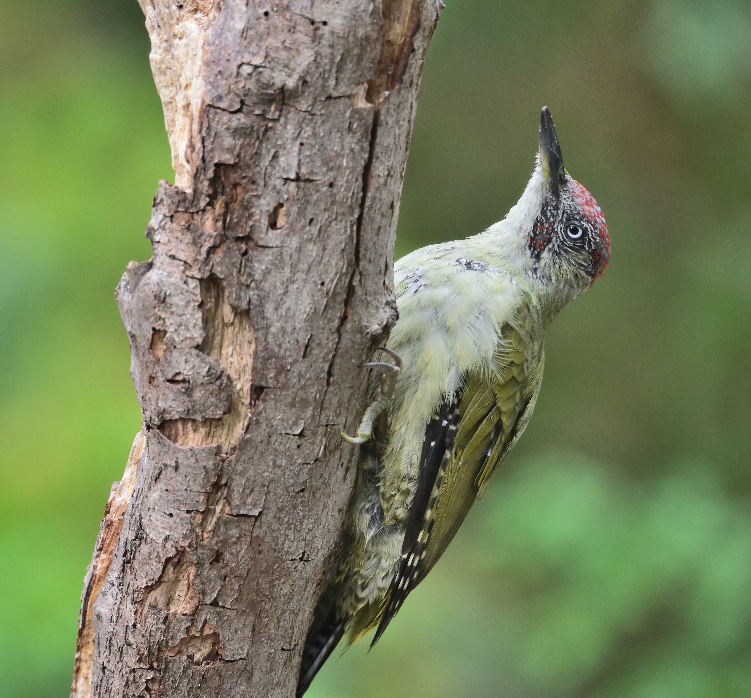green woodpecker