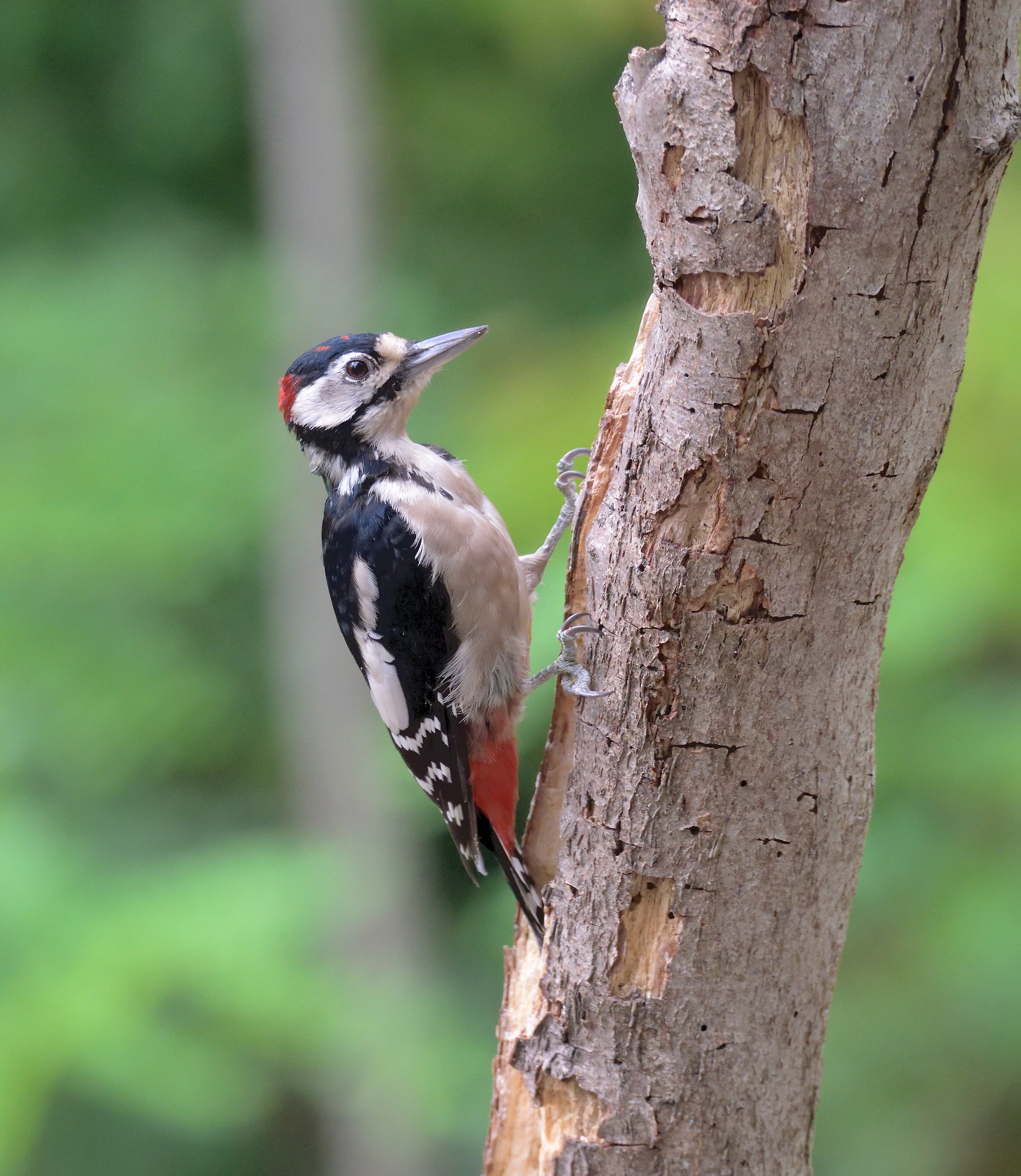 red woodpecker