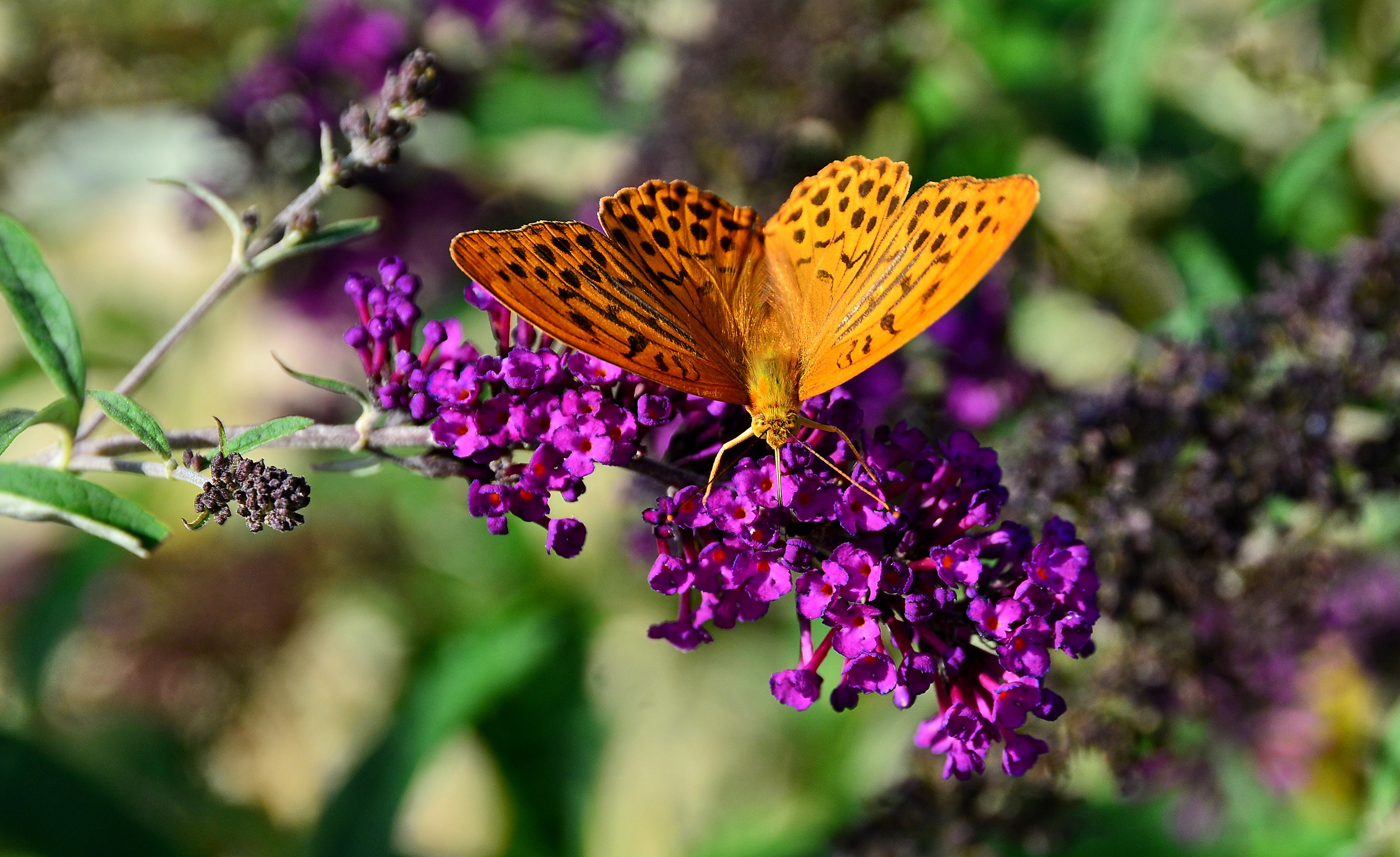 I remember a beautiful summer