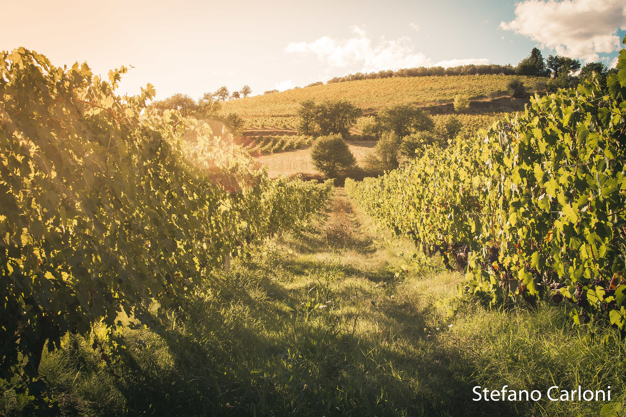 Vineyards in Montefalco (pg)