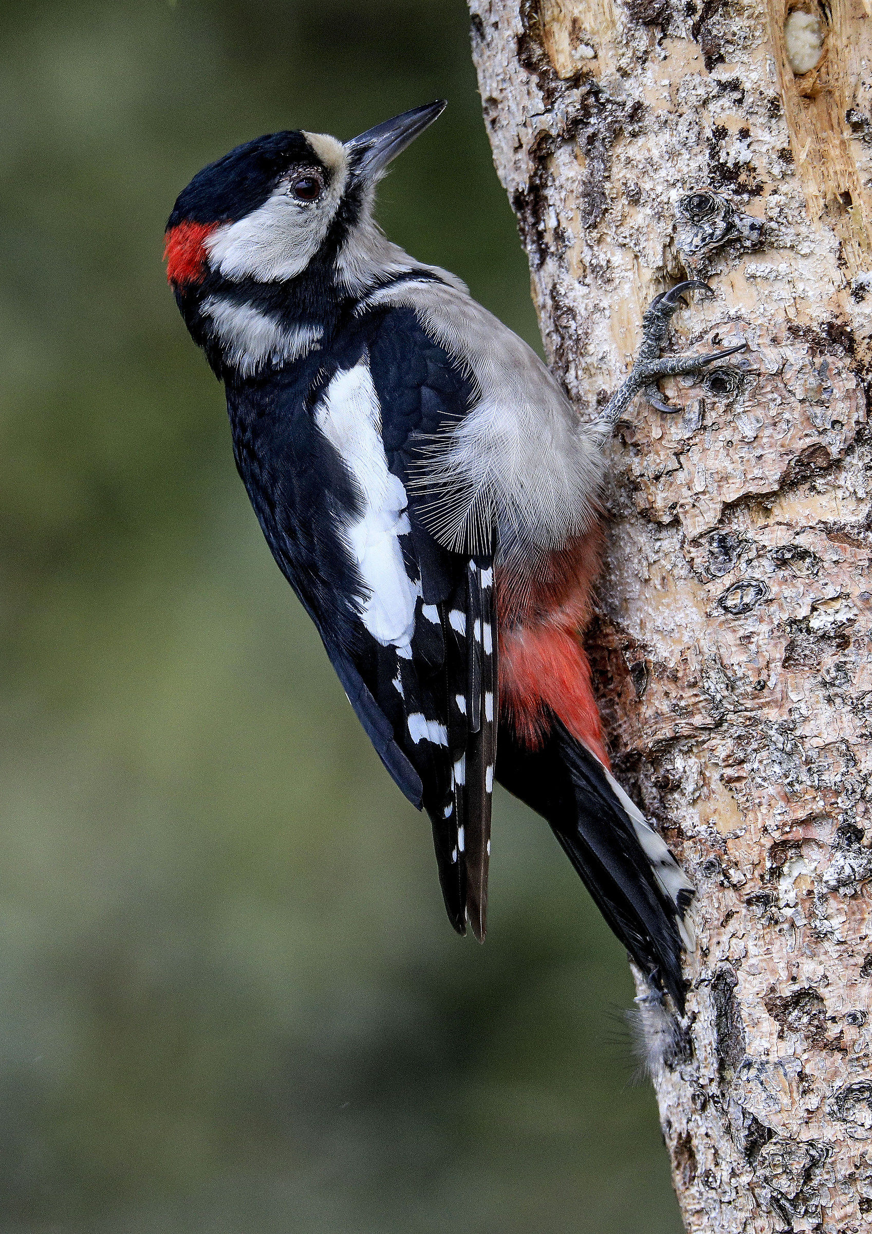Red woodpecker