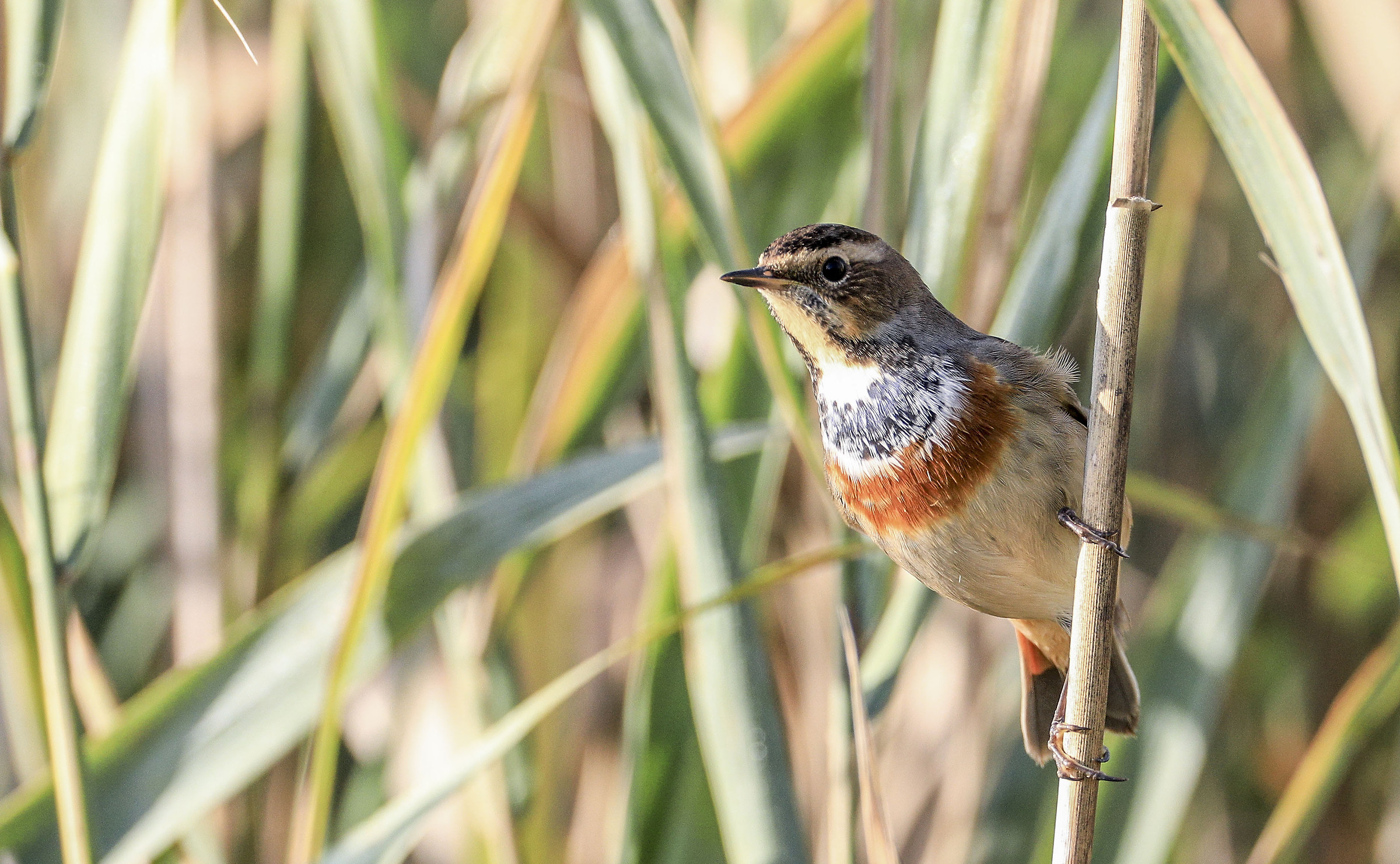 Bluethroat