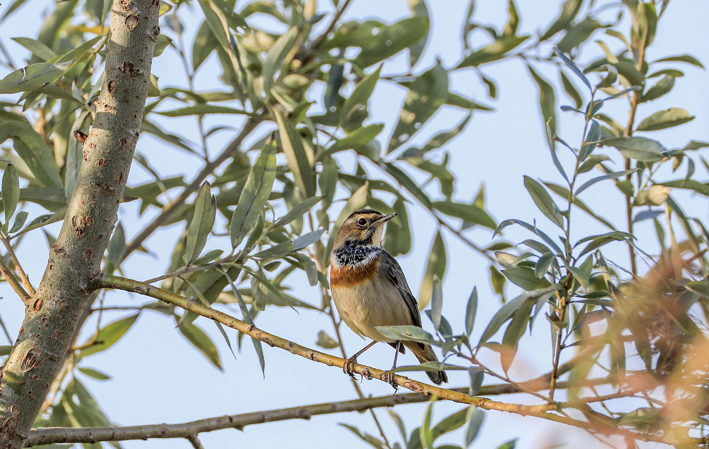 Bluethroat