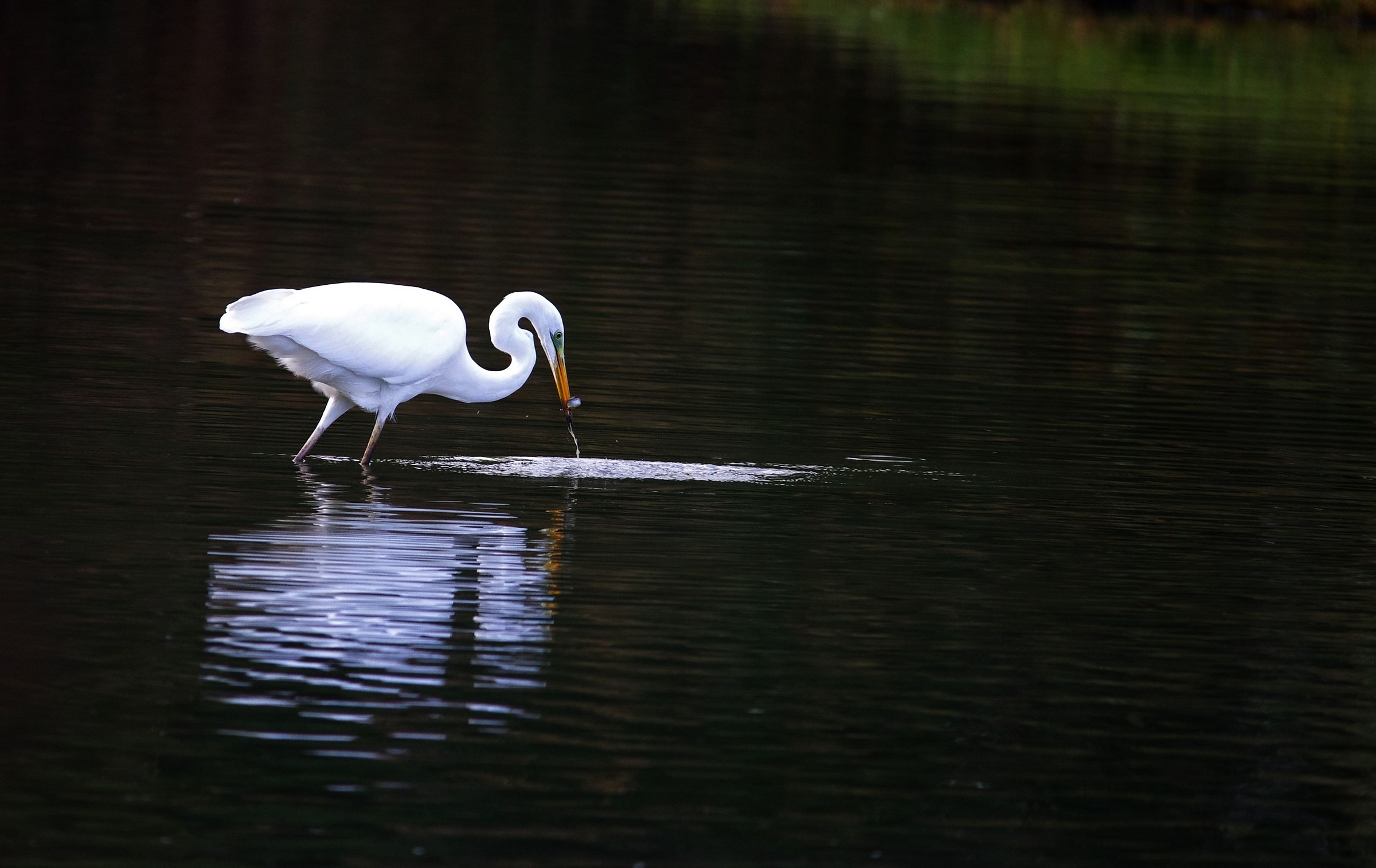 Egret