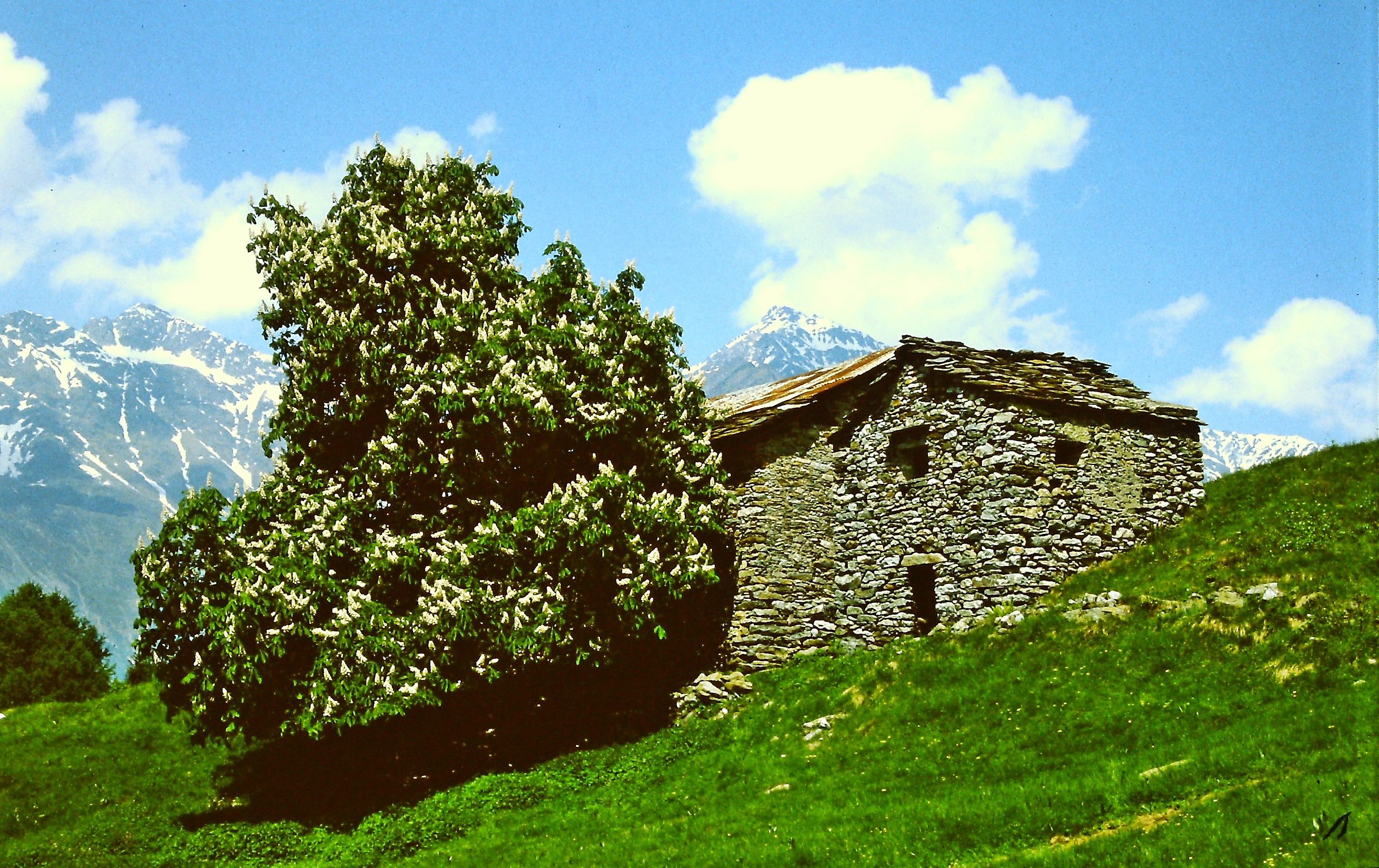 281 - severità ingentilita - SO Alpe Pescedo