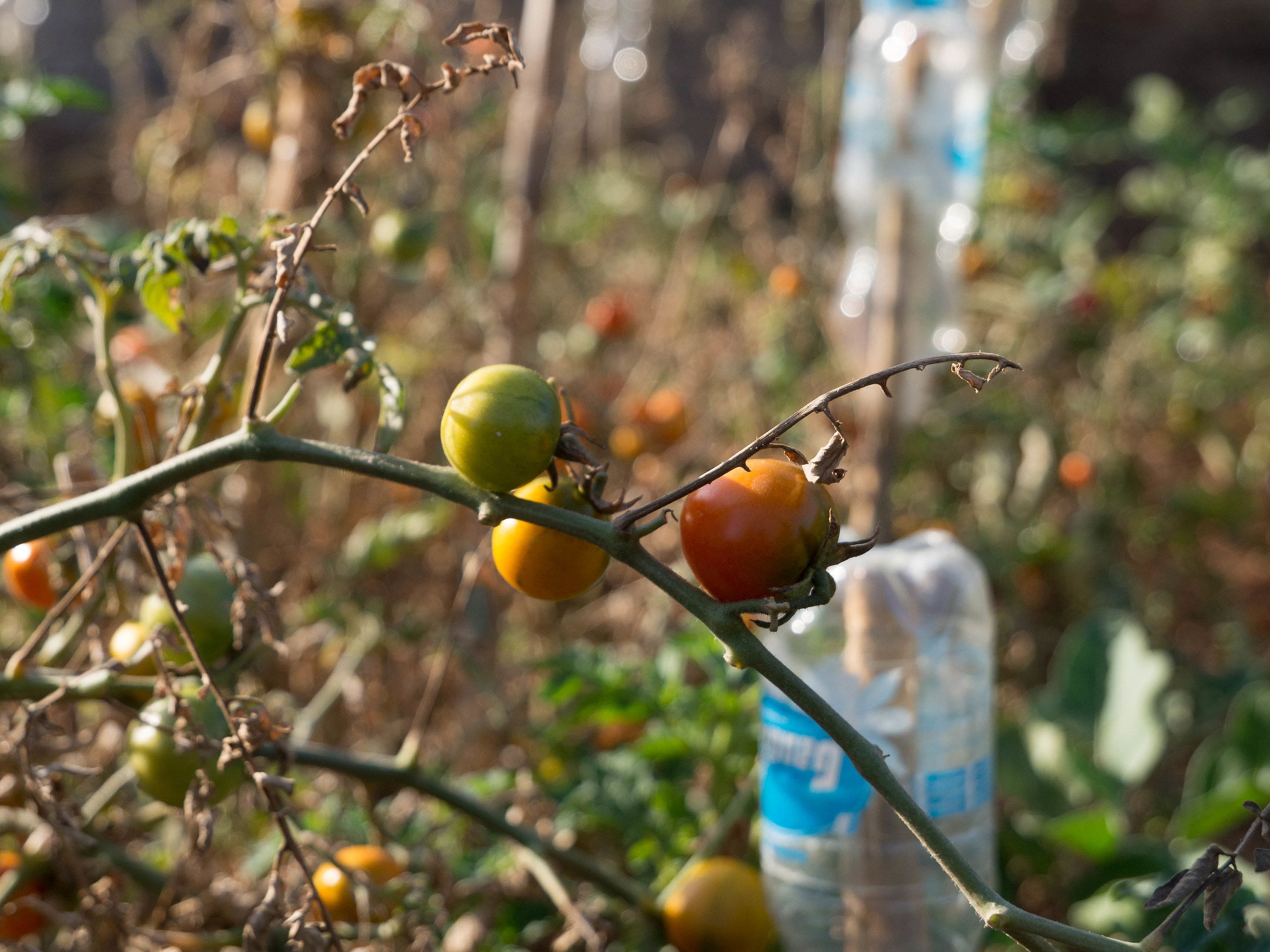 scorci pugliesi - pomodori