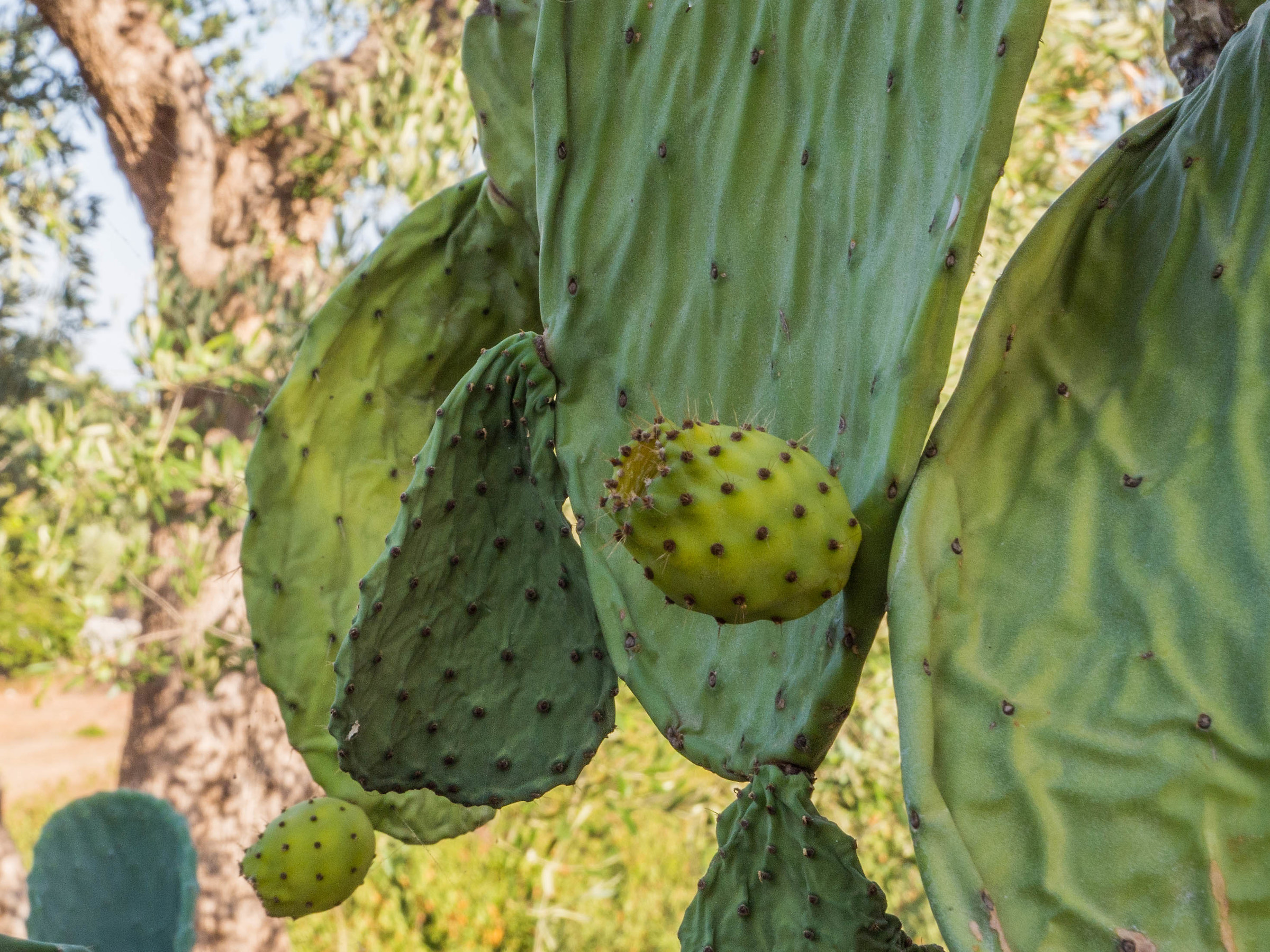 scorci pugliesi - fico d'india