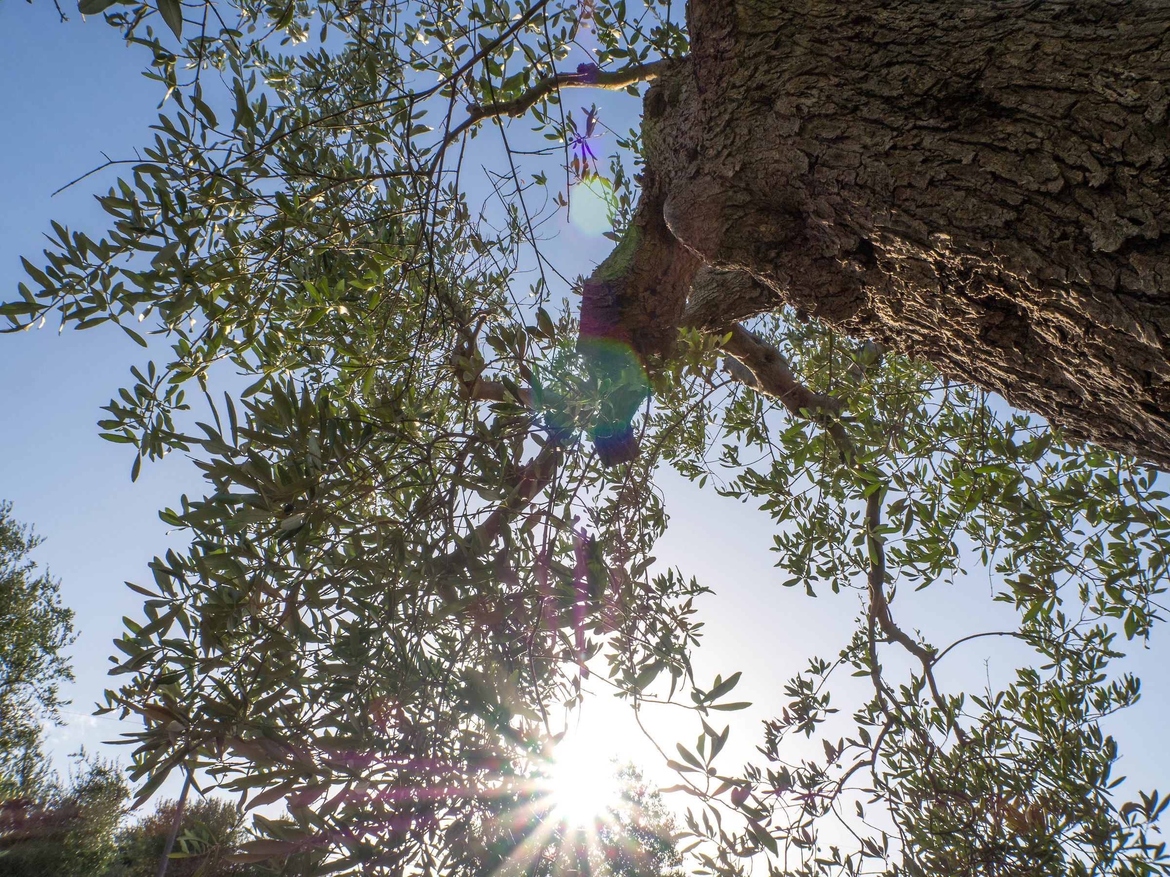 scorci pugliesi - olivo