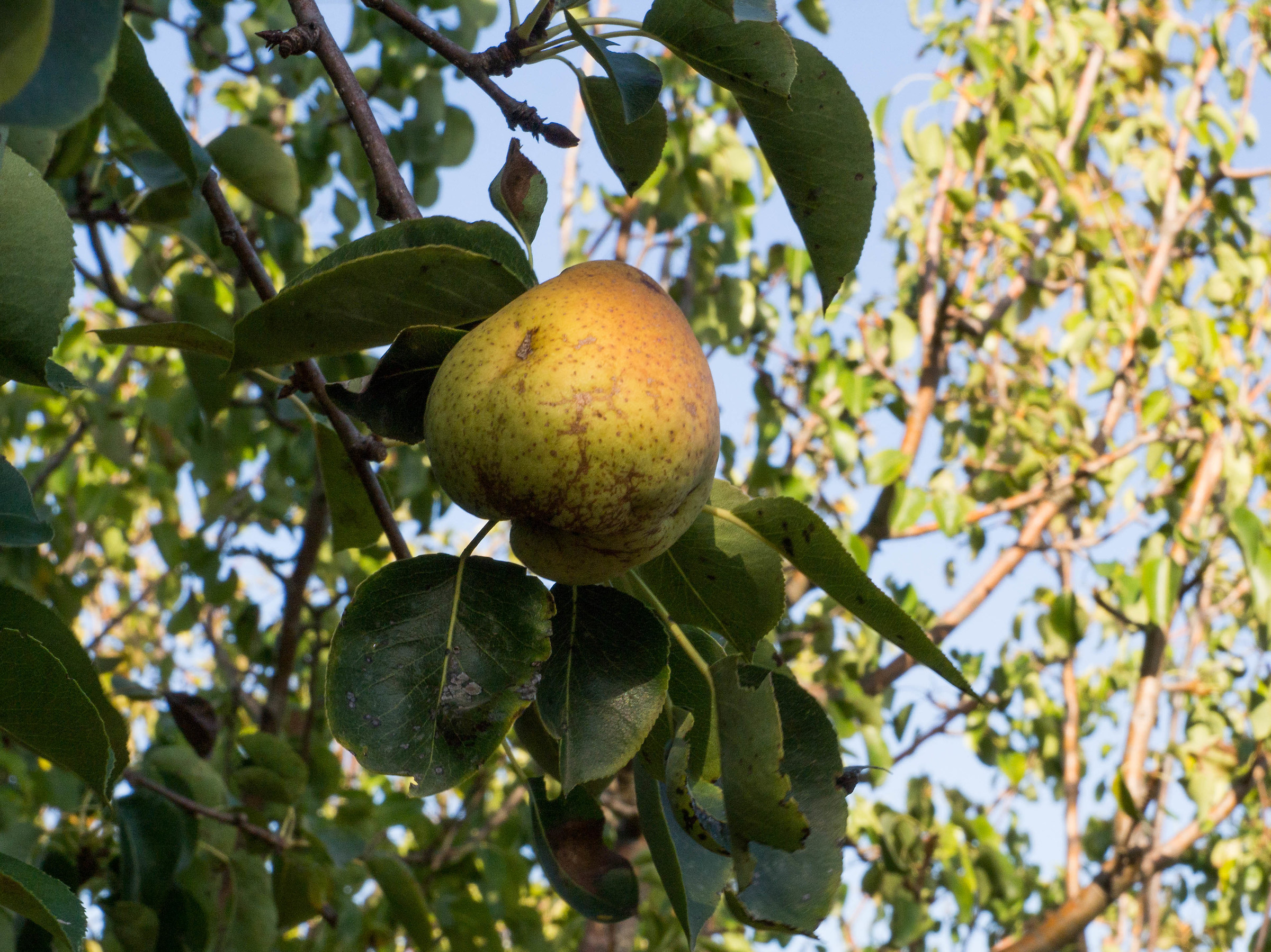 scorci pugliesi - pera