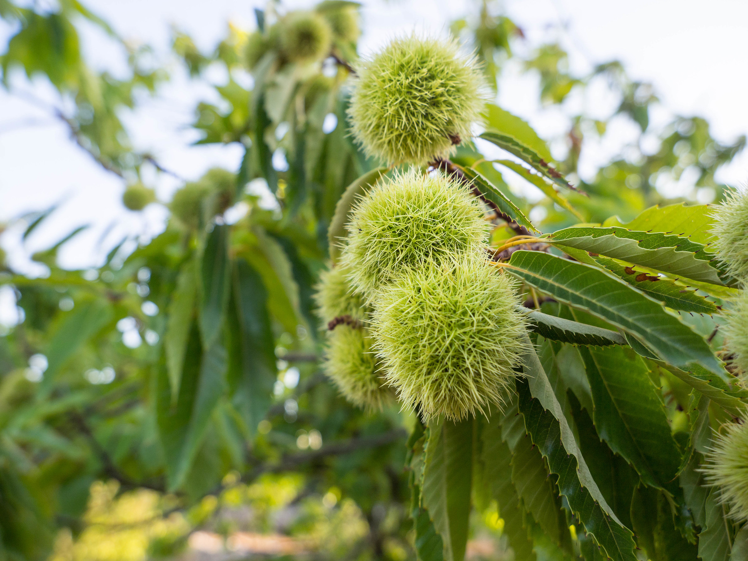 scorci pugliesi - castagne