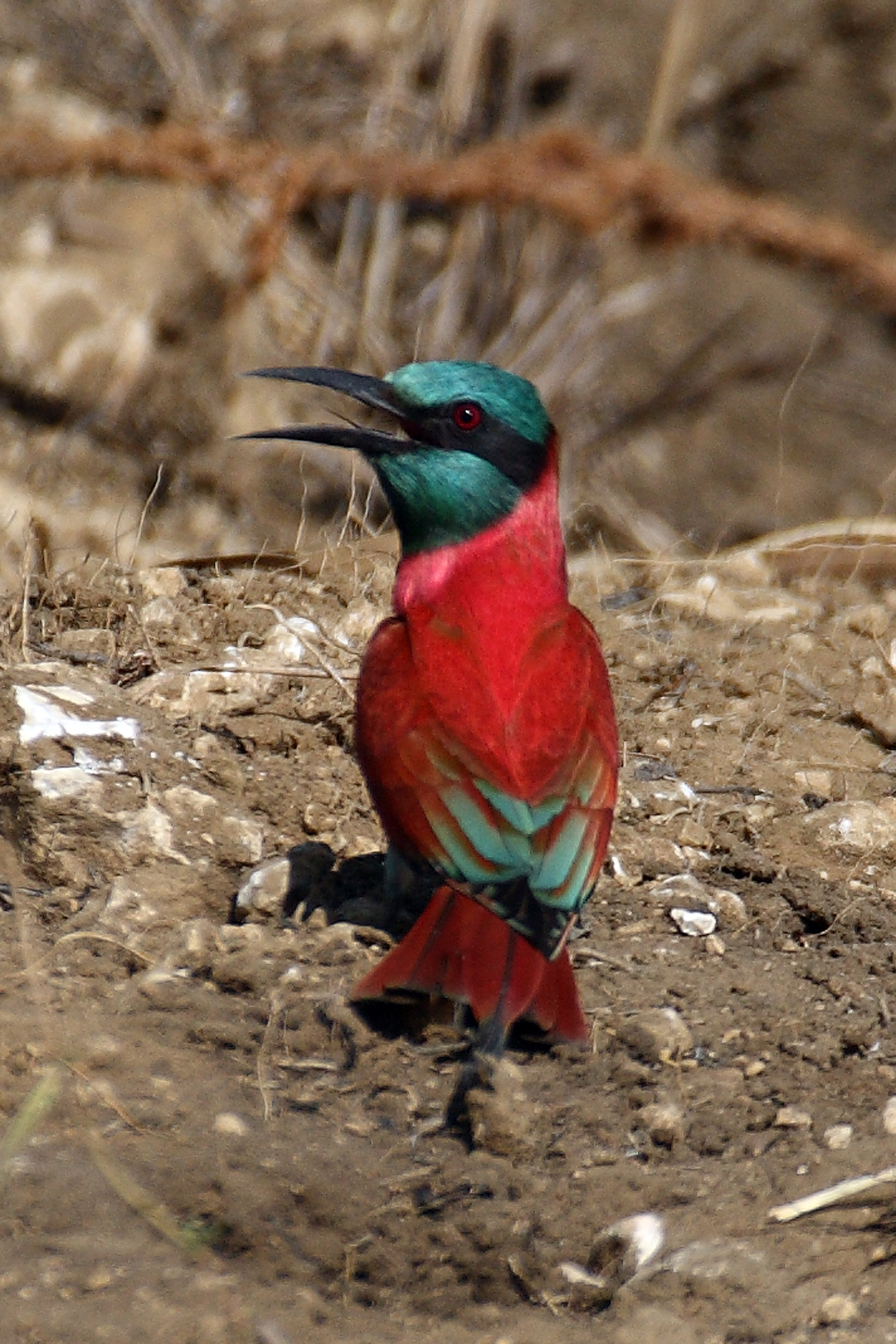 Merops nubicus - Carnivorous hawk
