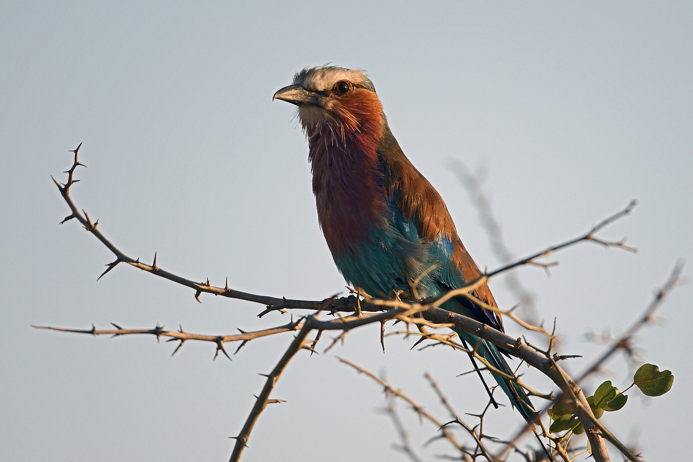 Coracias caudata - Lilac chest