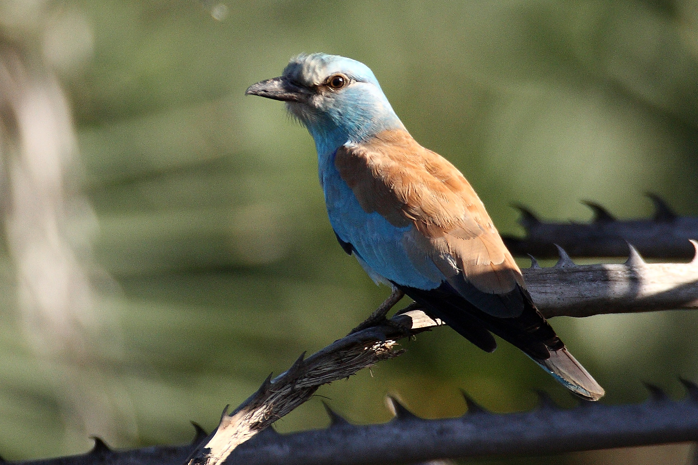 Coracias g. garrulus - Navy yard