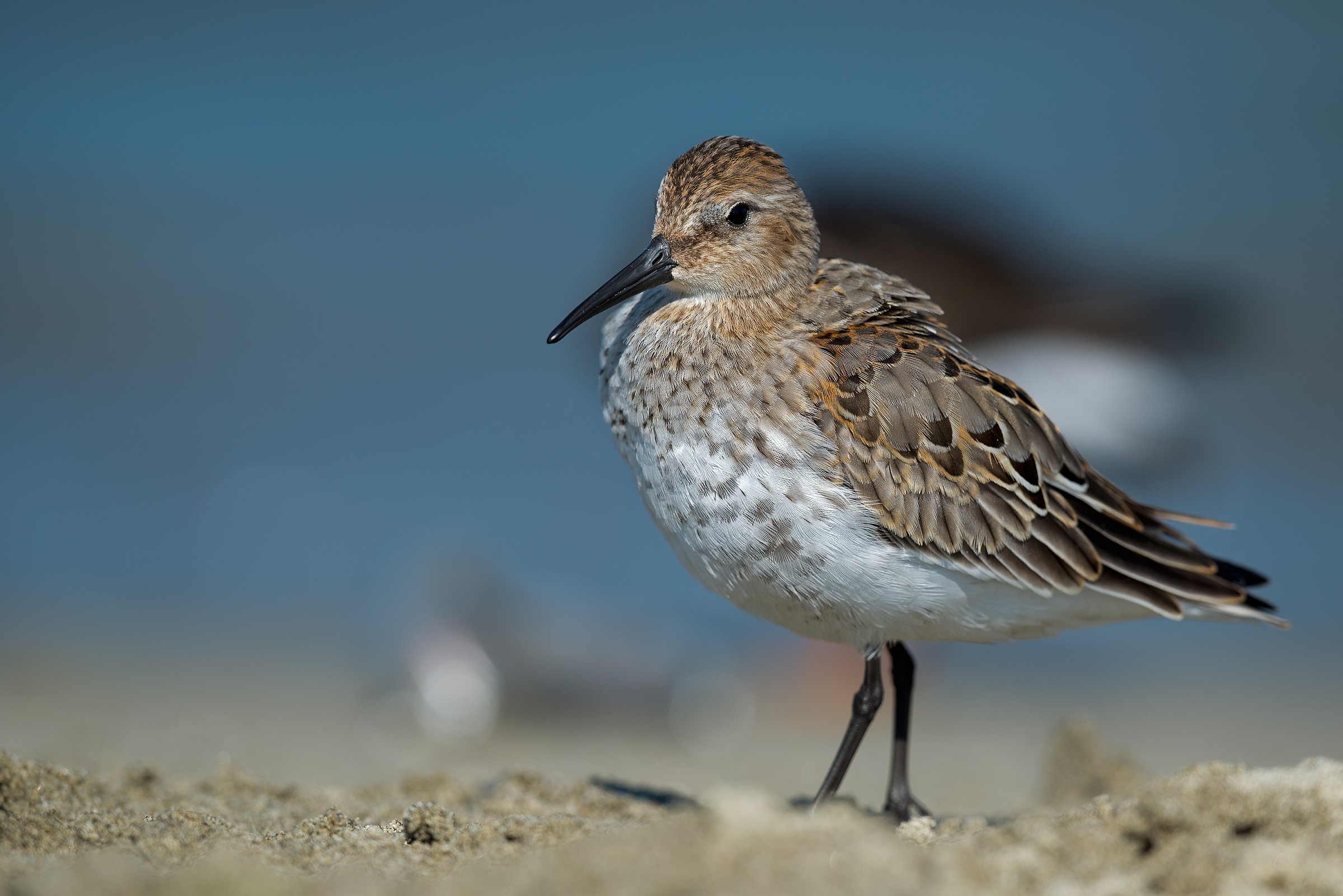 Piovanello pancianera