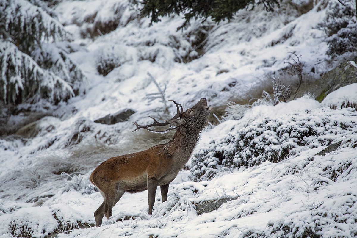 cervo in bramito