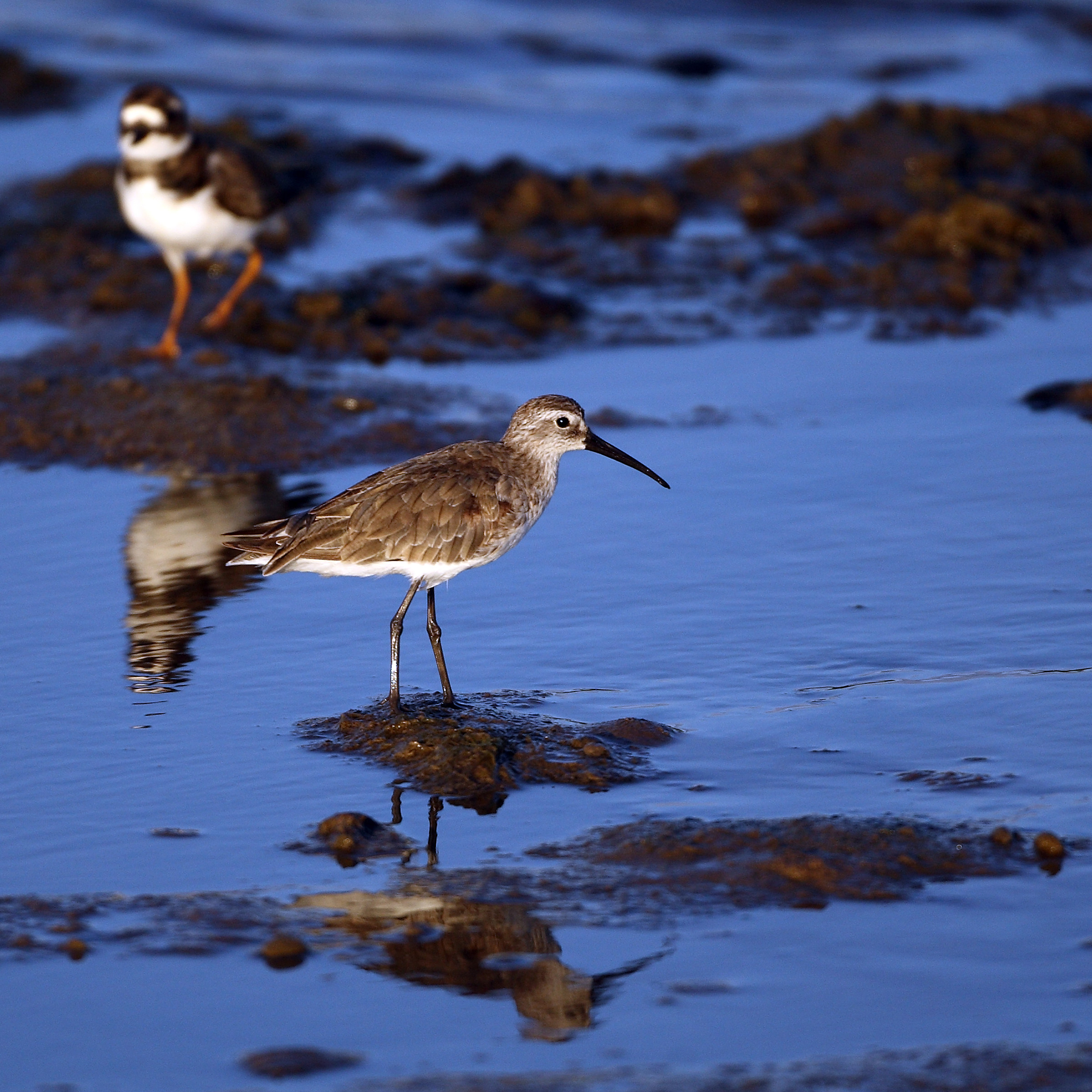 Calidris ferruginea - Piovanello common