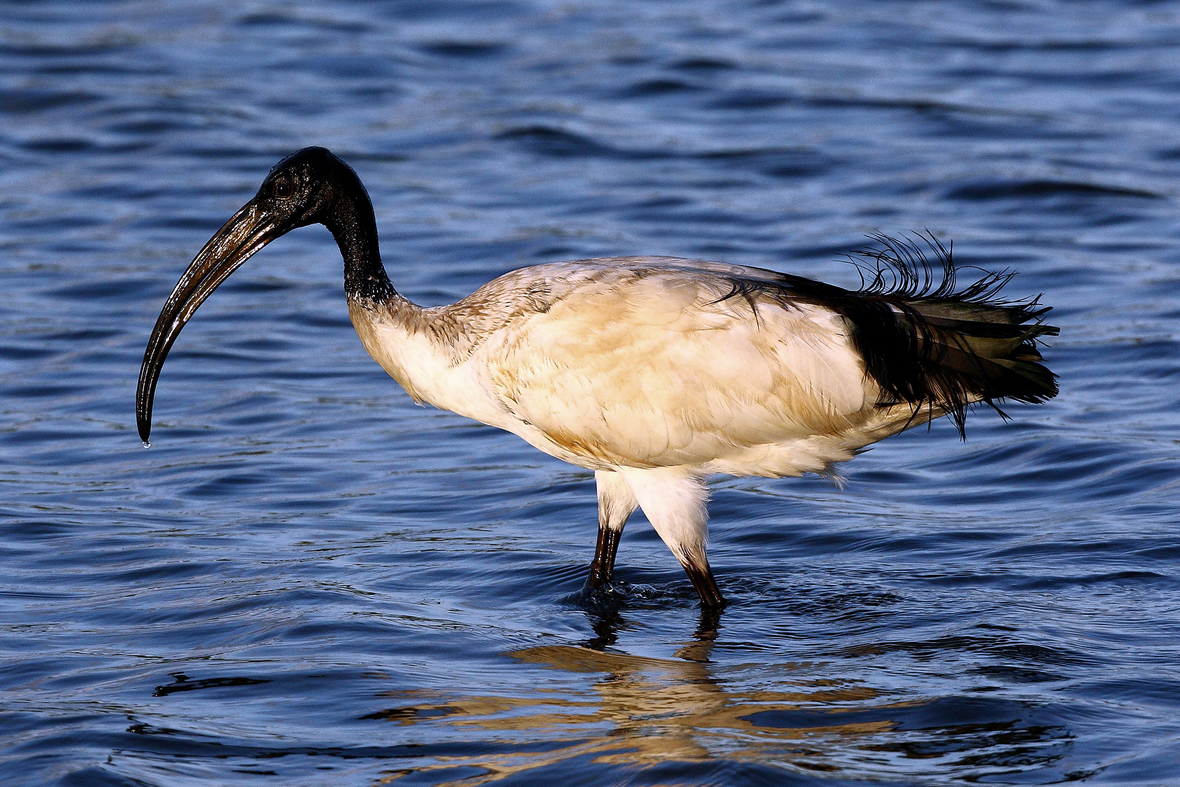 Threskiornis a.aethiopicus - Ibis sacro
