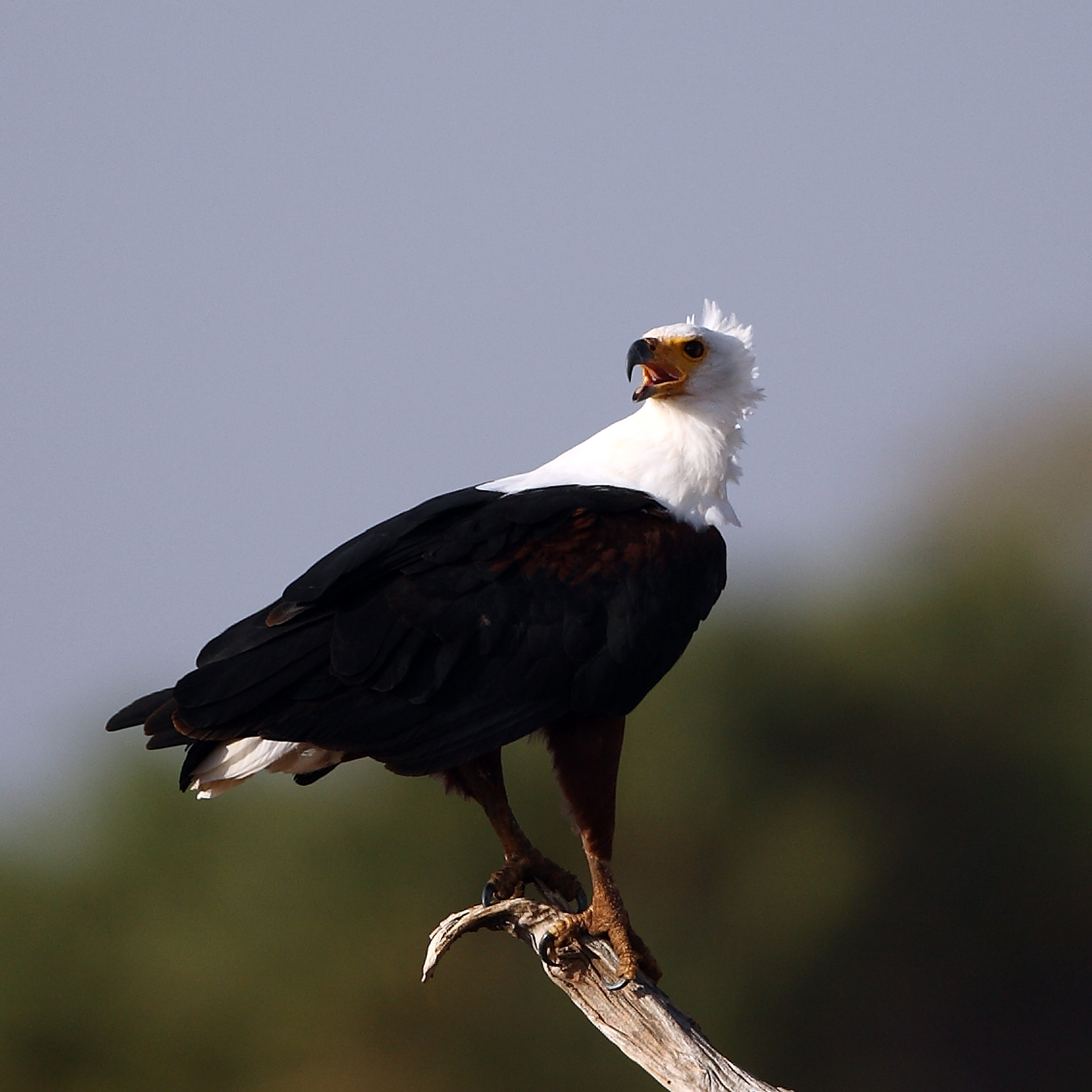 Haliaeetus vocifer - African anchovy