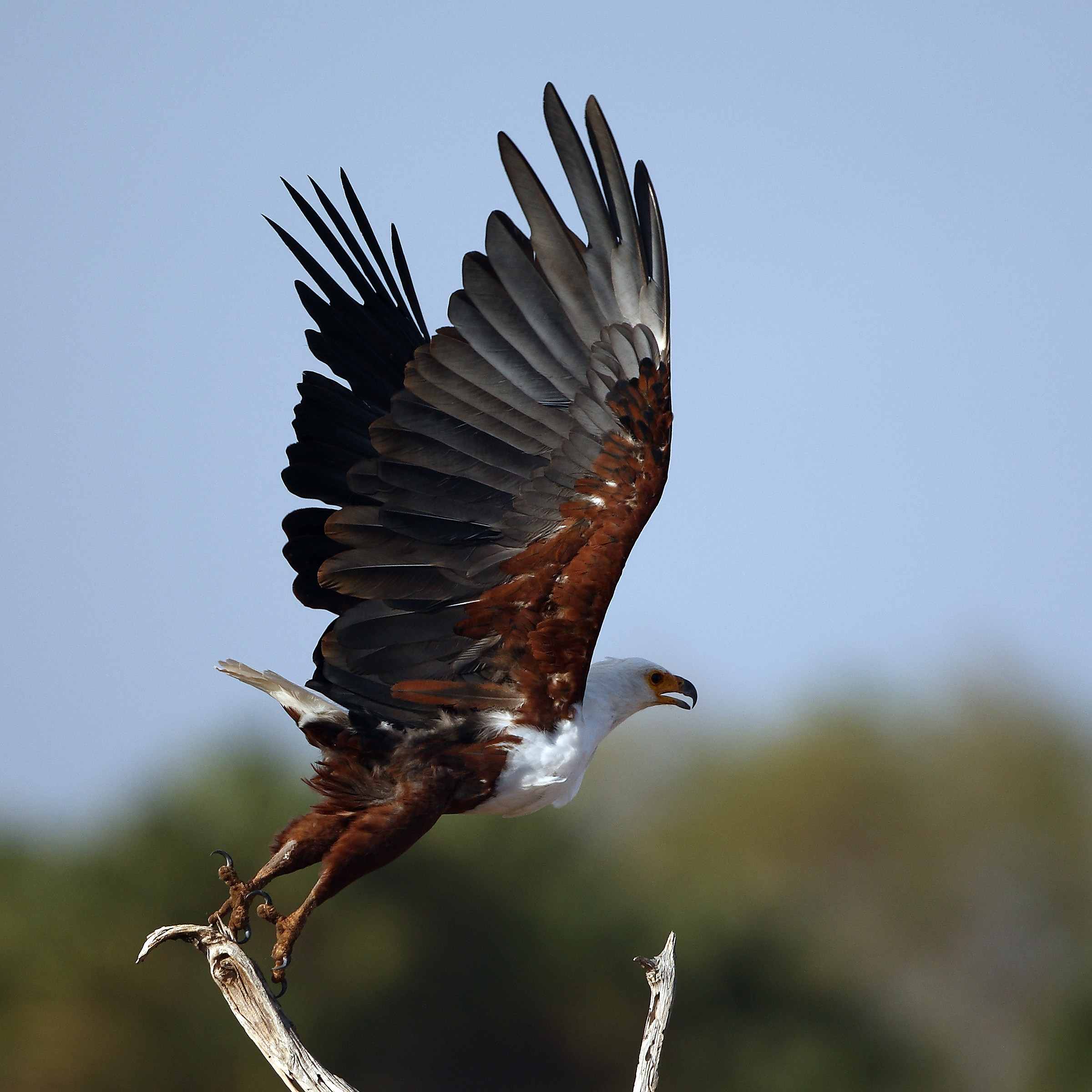 Haliaeetus vocifer - African anchovy