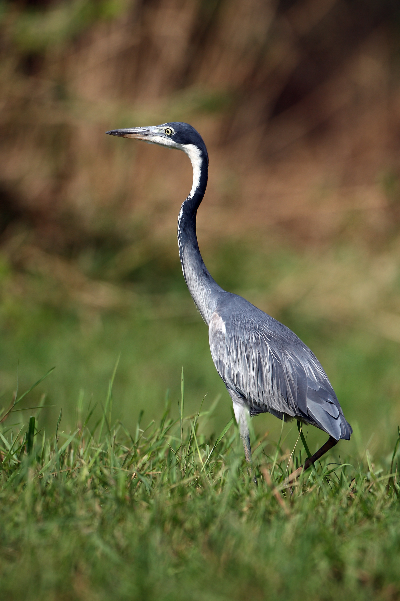 Ardea melanocephala - Heron black head