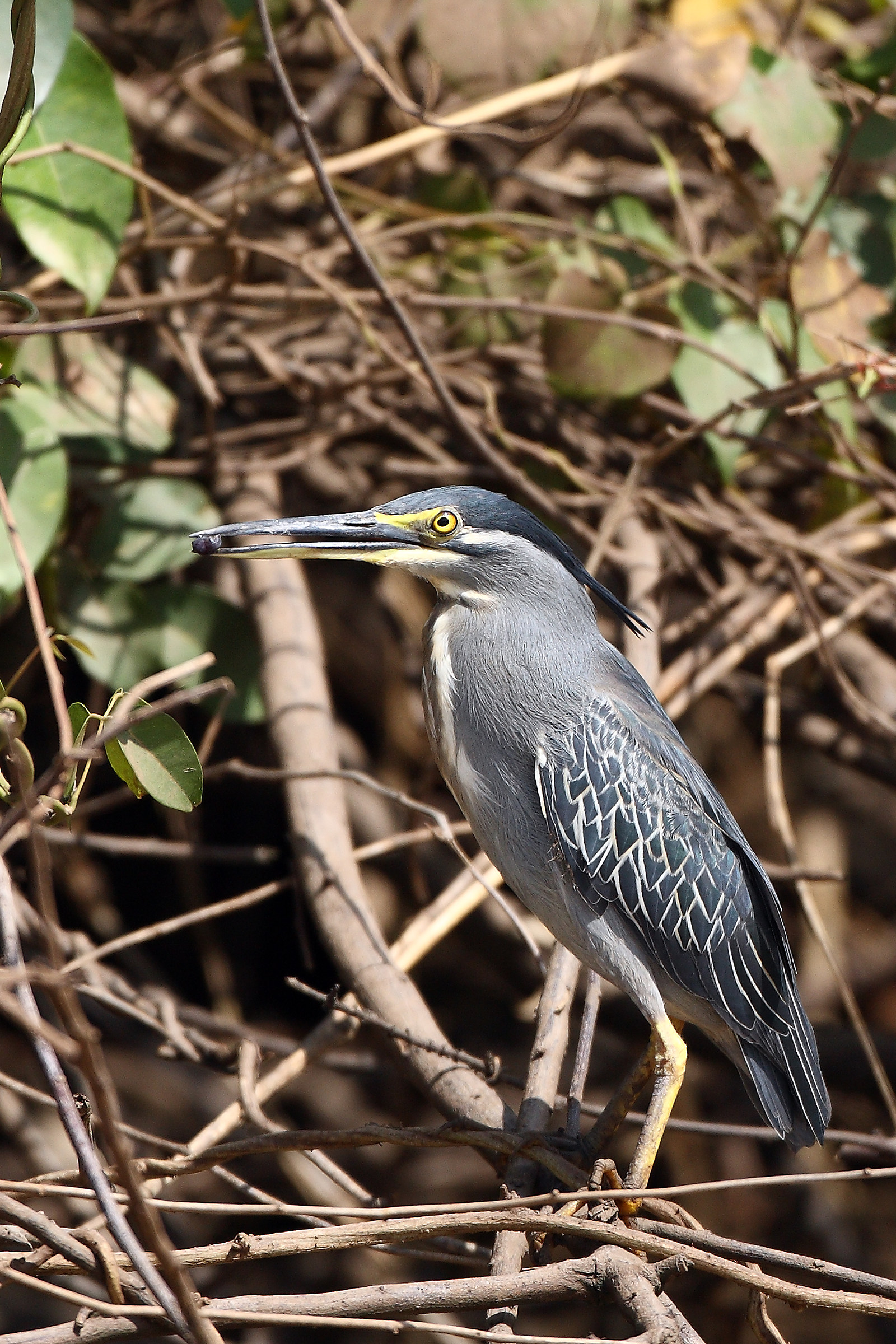 Butorides striata atricapilla - Heron streaked