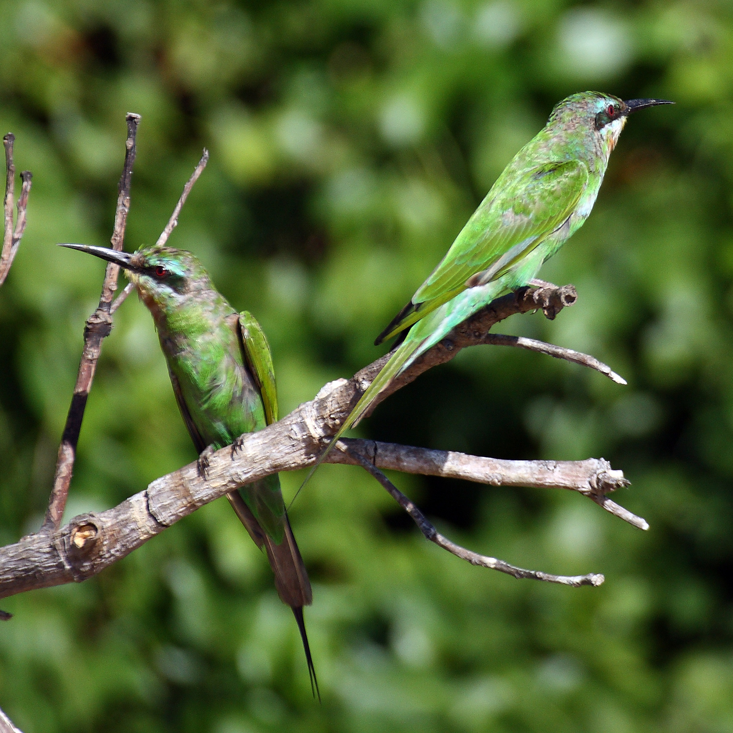 Merops p.persicus - Blue eyebrow pluck