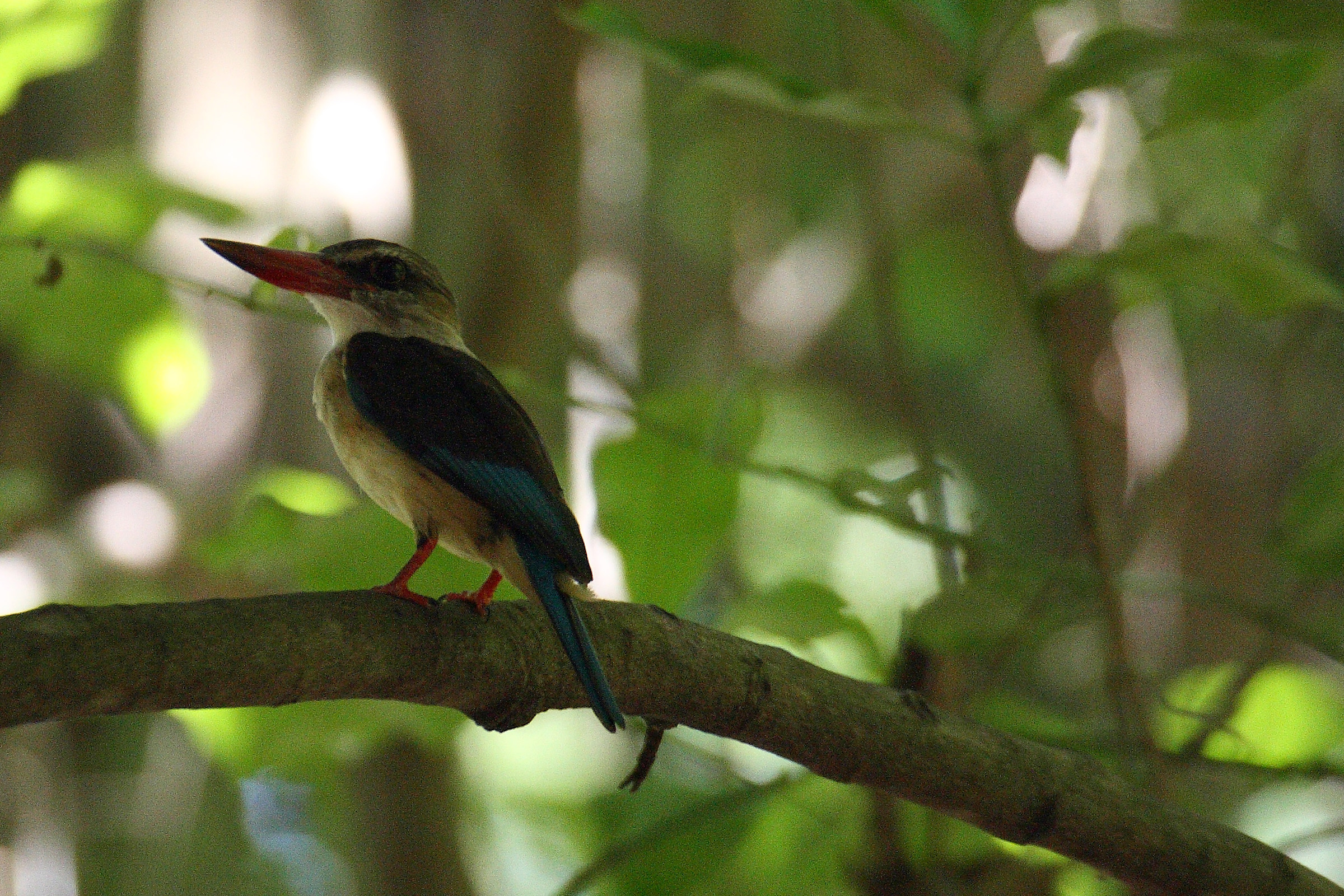 Halcyon senegaloides - Martin mangrove fisherman
