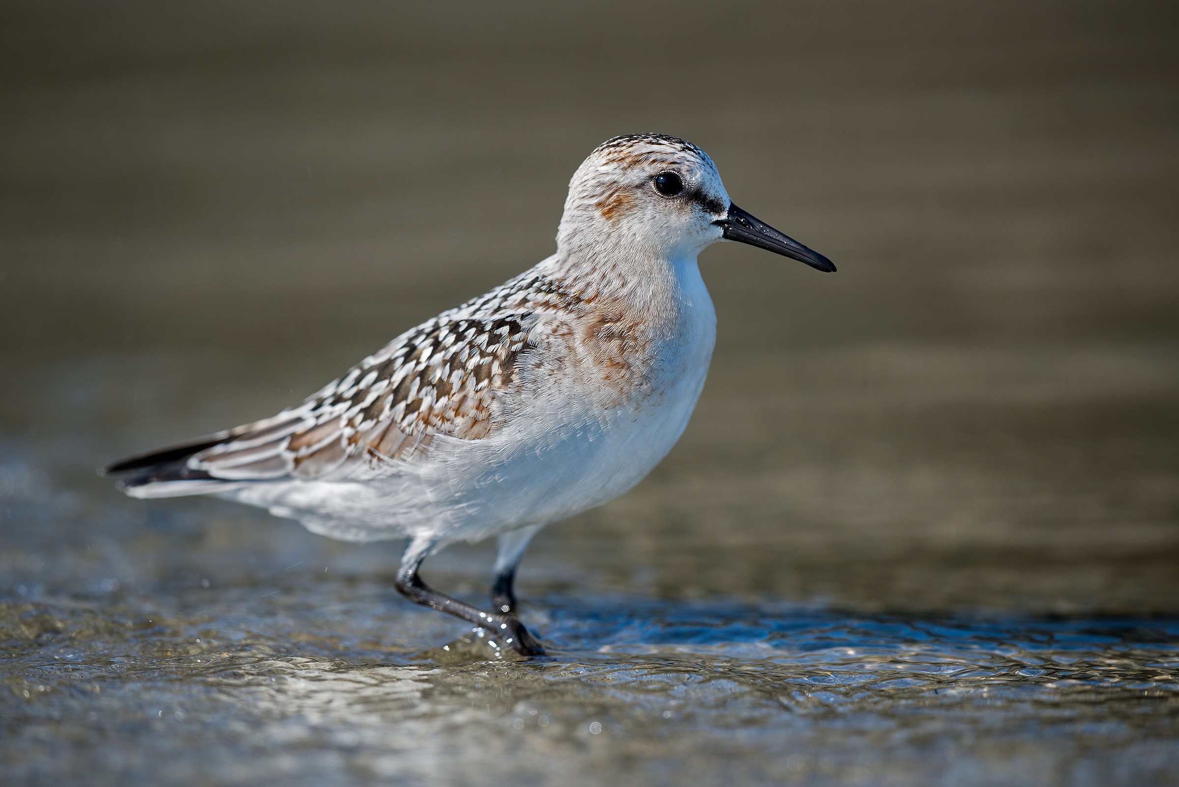 Piovanello tridattilo