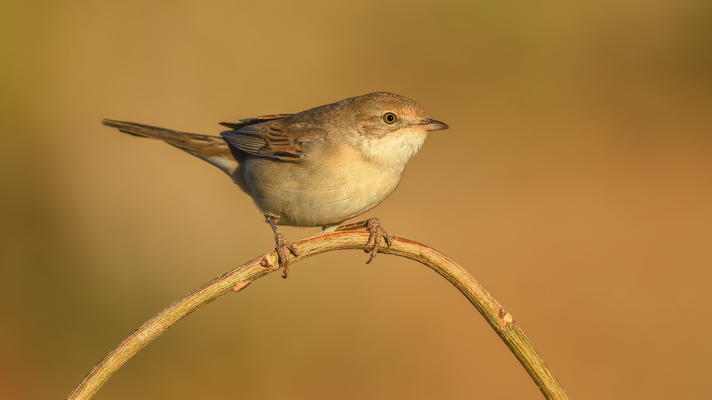 Akgerdanl? ötleğen » Common Whitethroat &raq...
