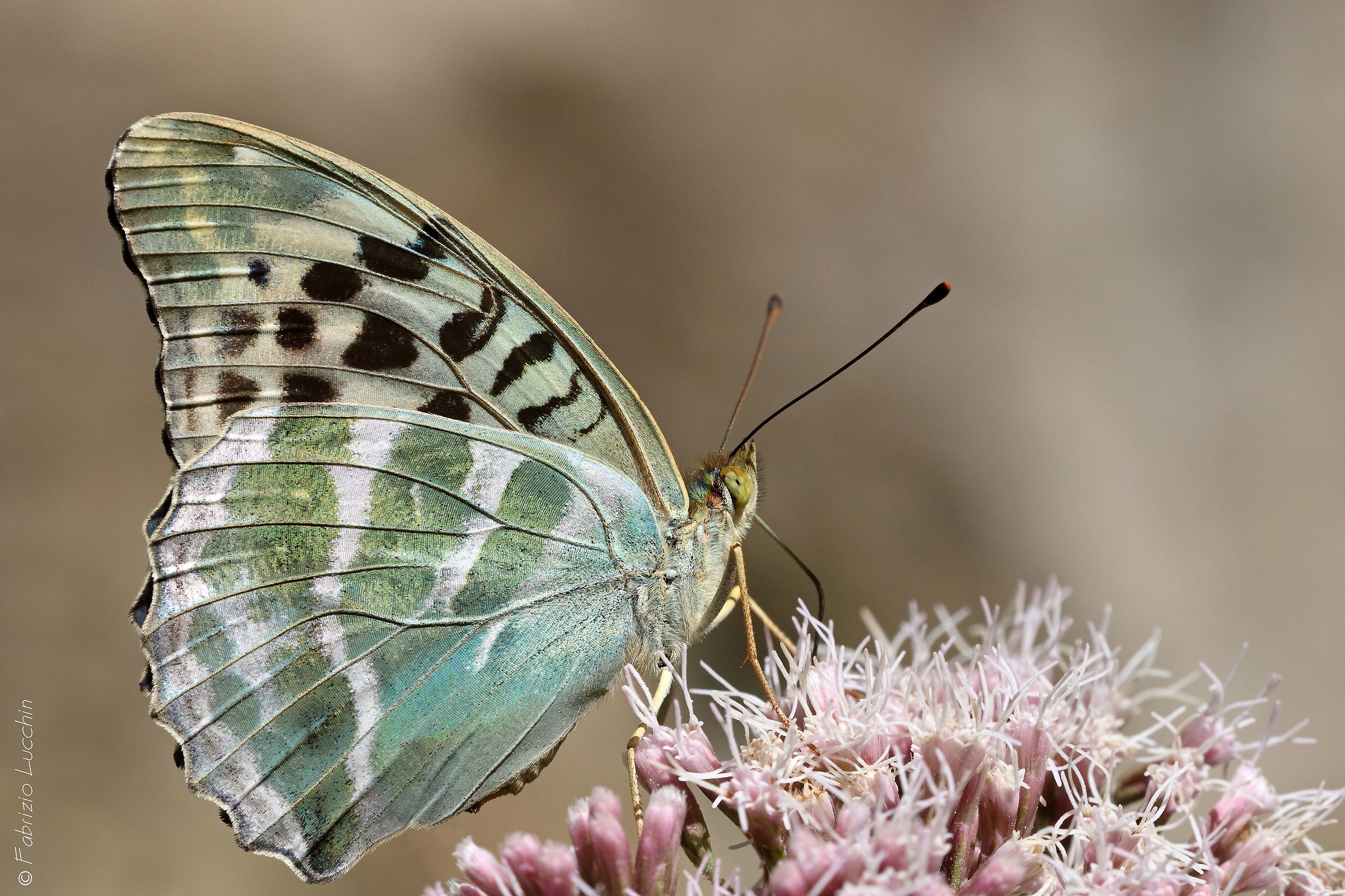 Argynnis pahia F. valesina form