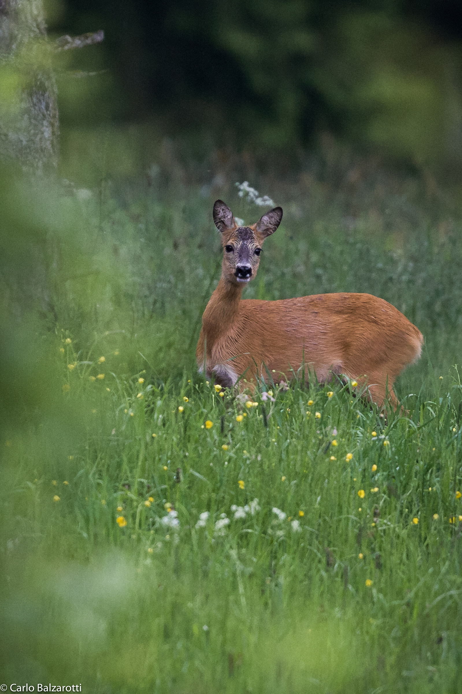 Capriolina nel bosco