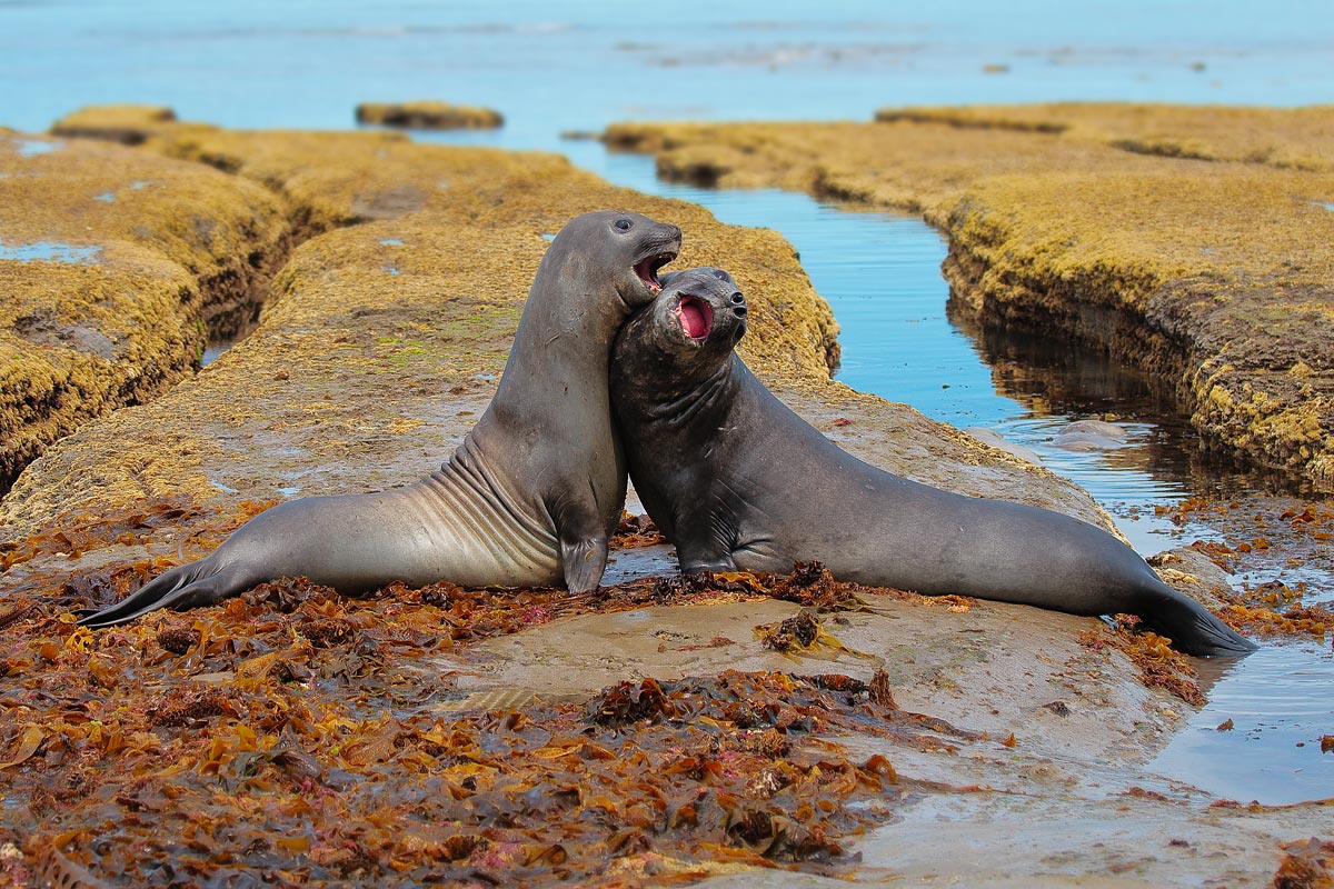 Marino southern elephant (Mirounga leonina)