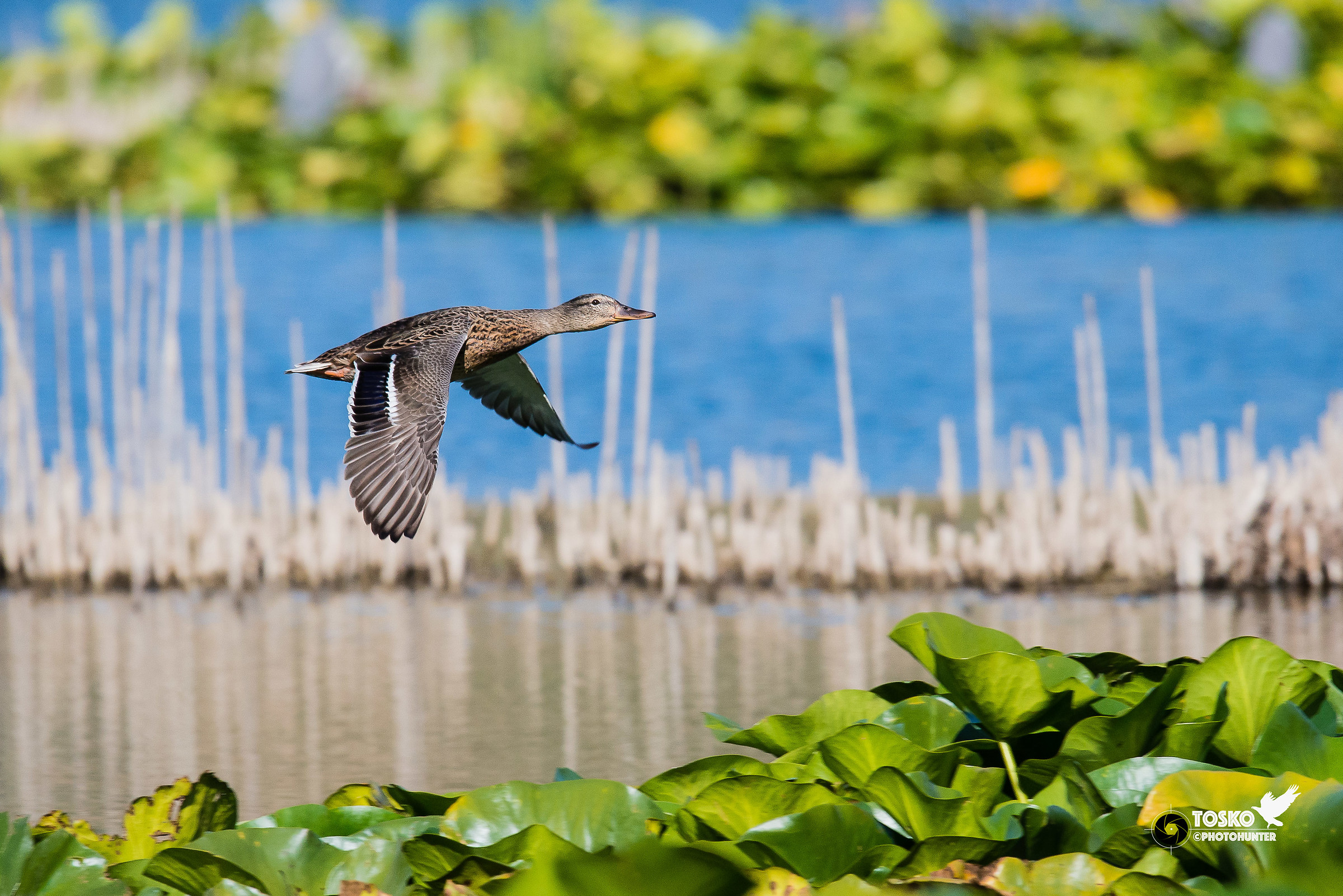 real female mallard (Anas platyrhynchos) @ 600mm