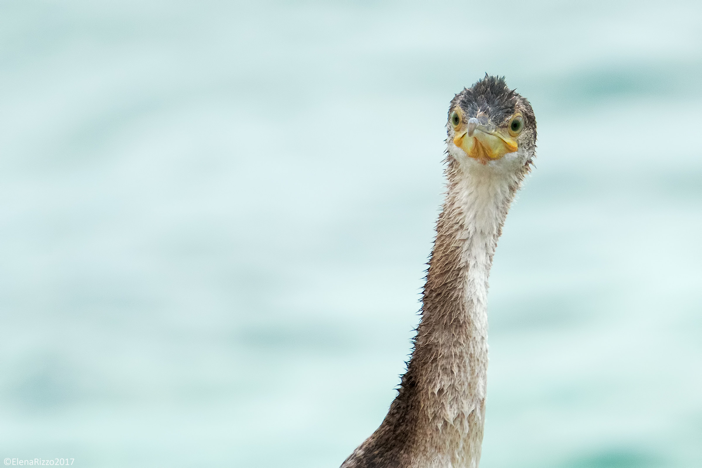 Cormorant