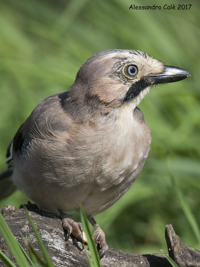 Garrulas glandarius (Ghiandaia) 2621