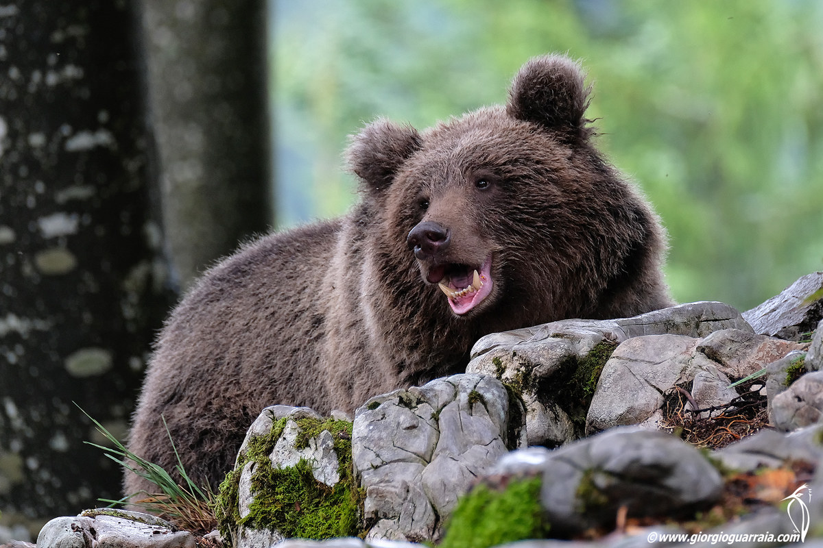Brown bear